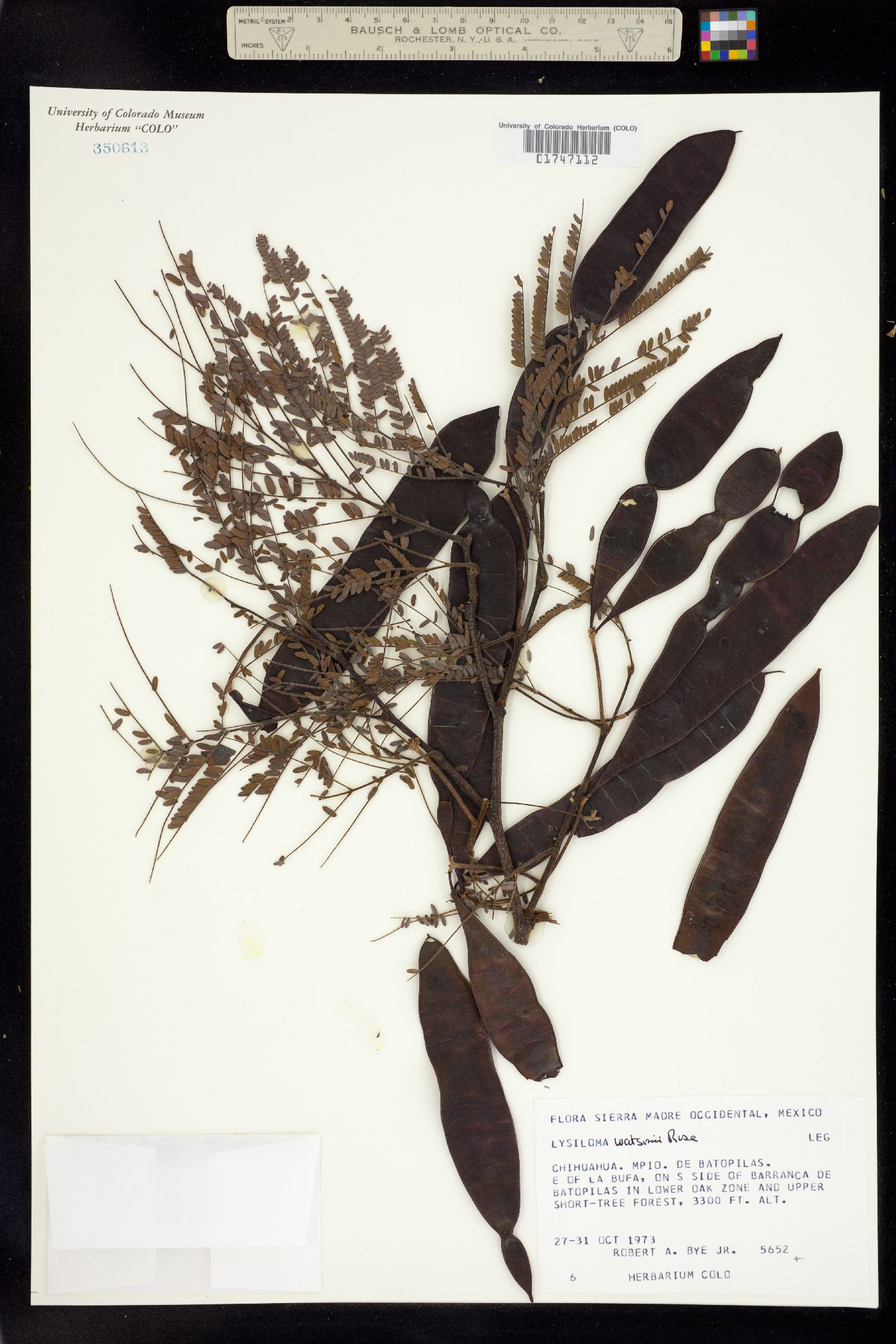 Lysiloma watsonii image