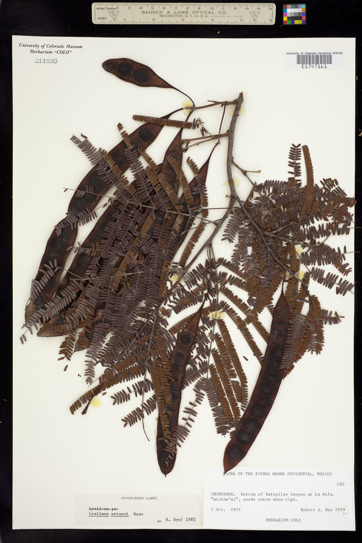 Lysiloma watsonii image