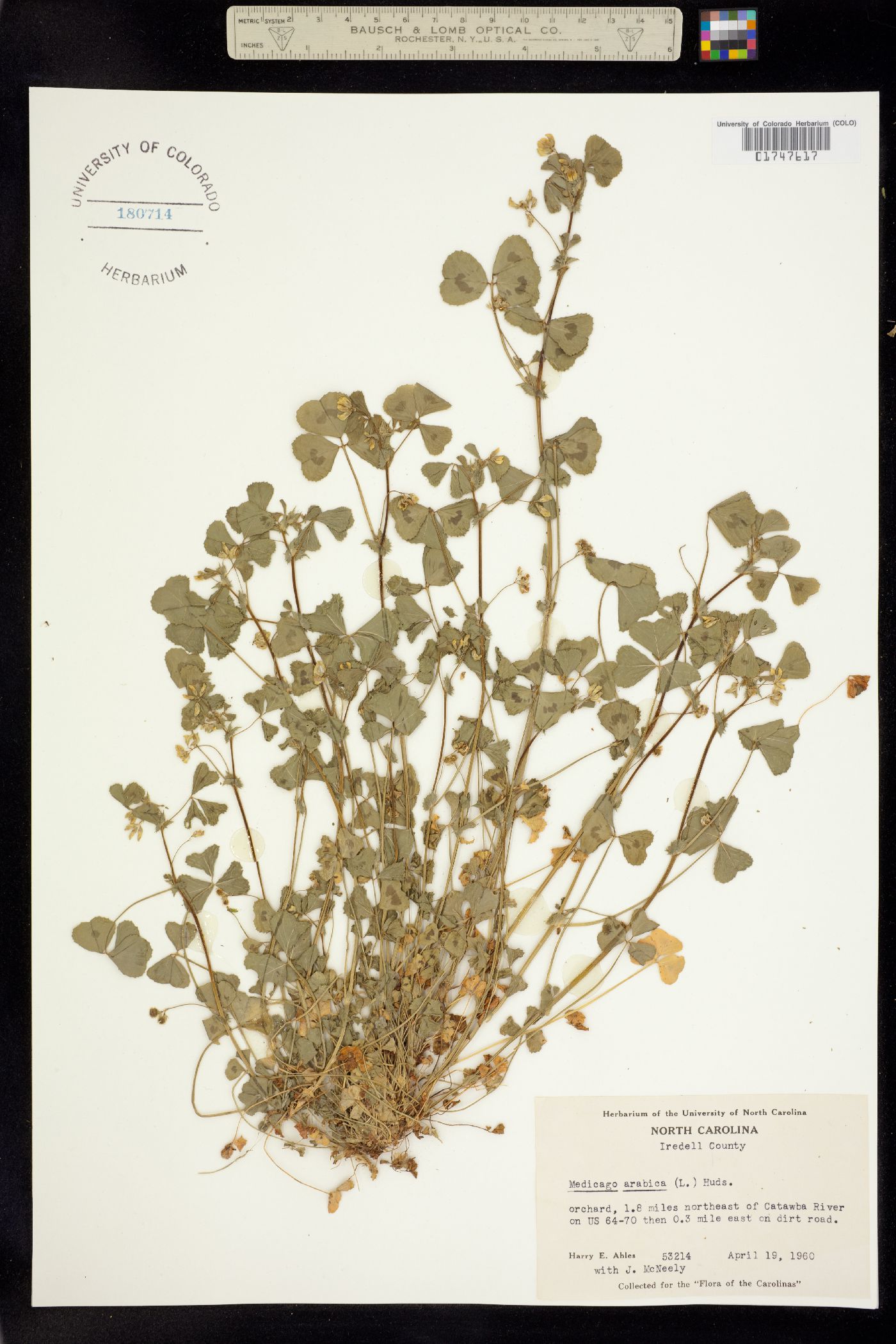 Medicago arabica image