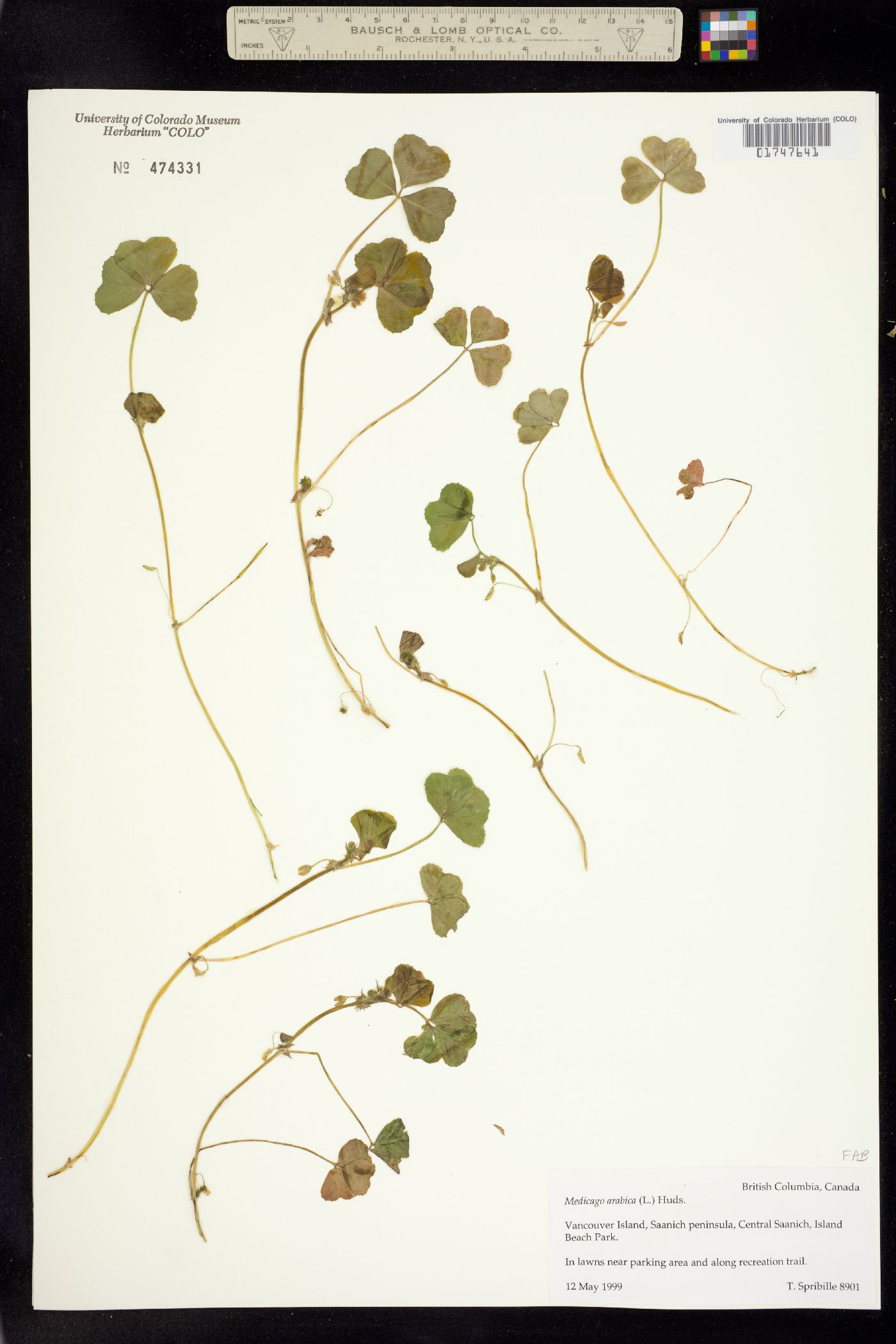 Medicago arabica image