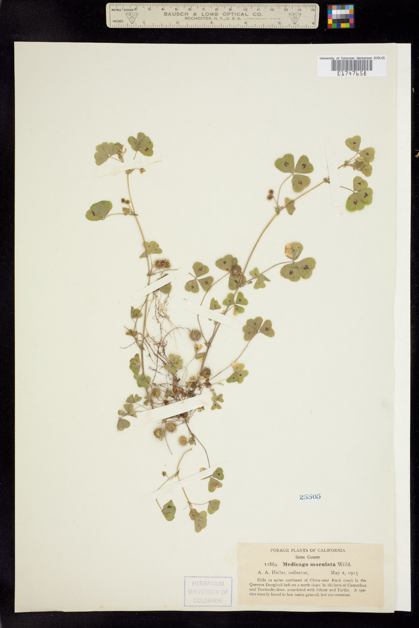 Medicago arabica image