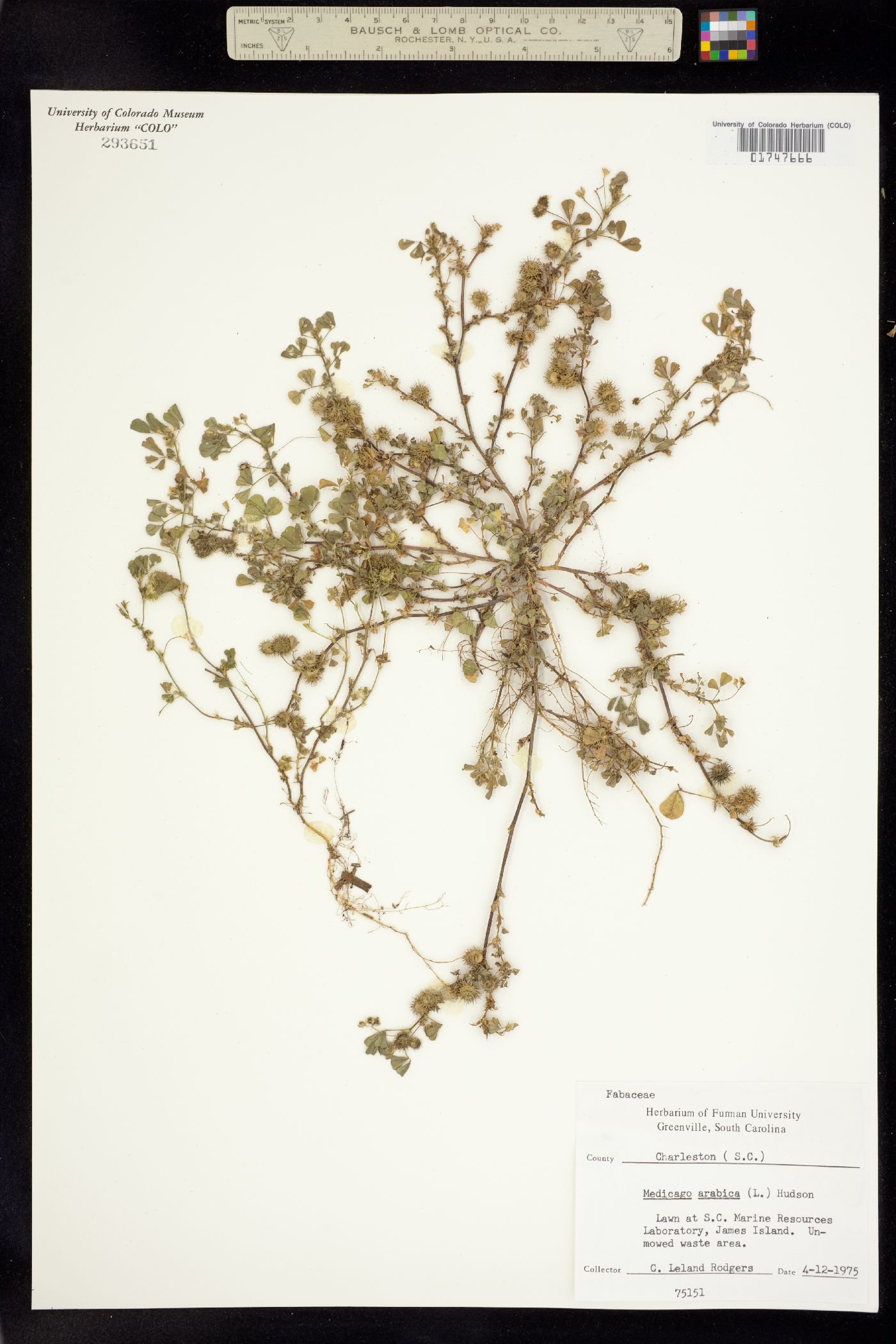 Medicago arabica image