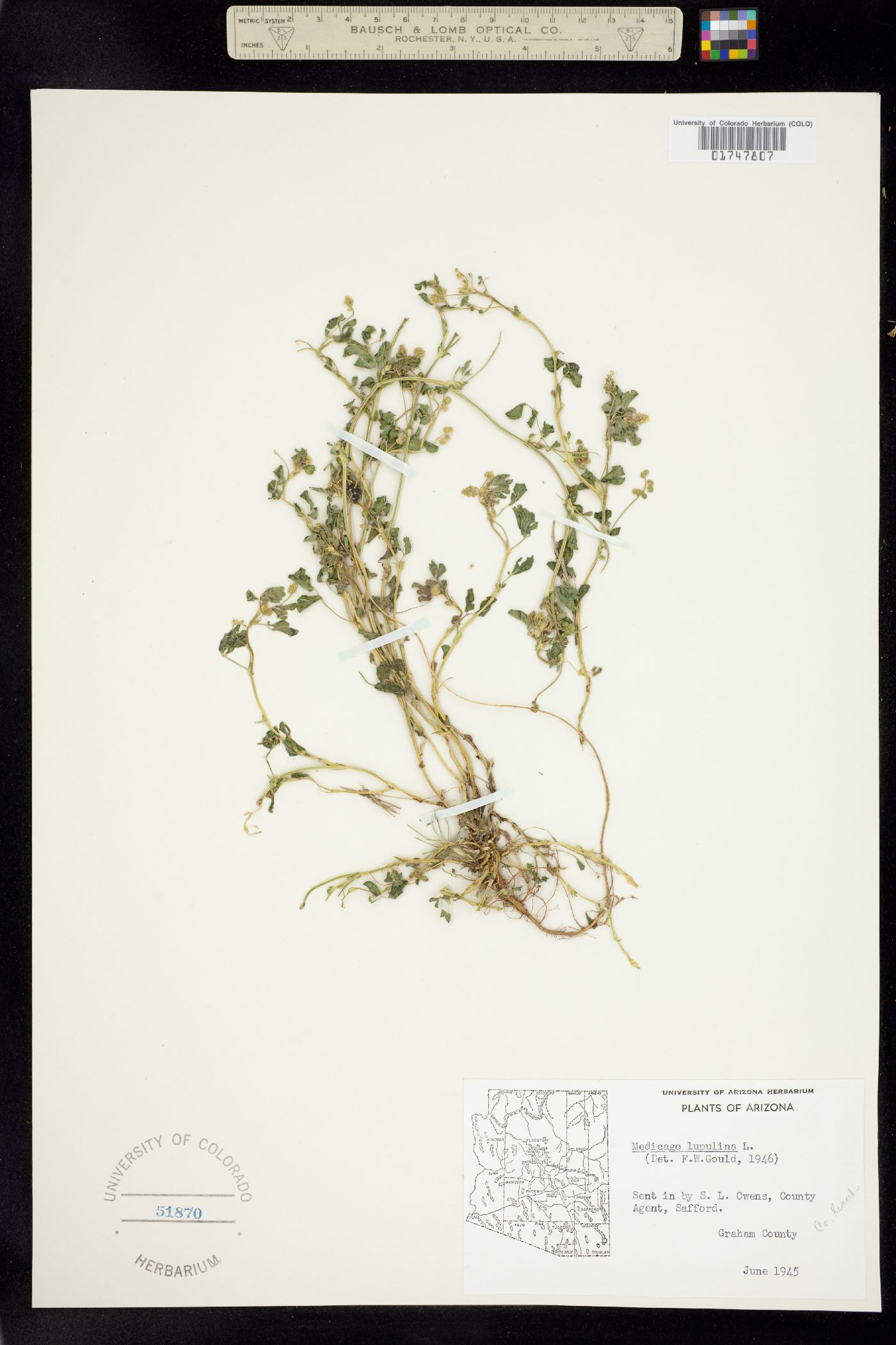 Medicago lupulina image