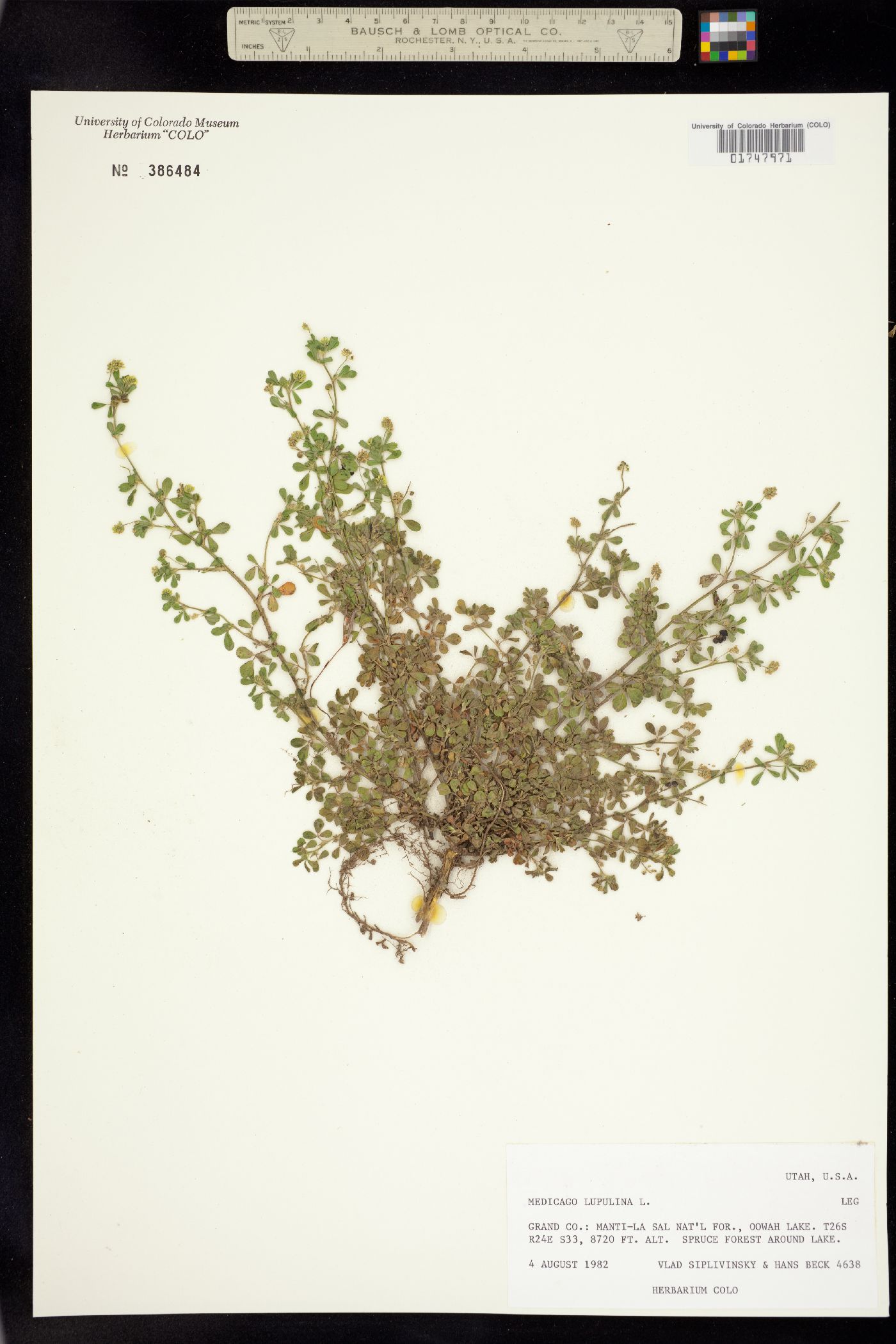 Medicago lupulina image