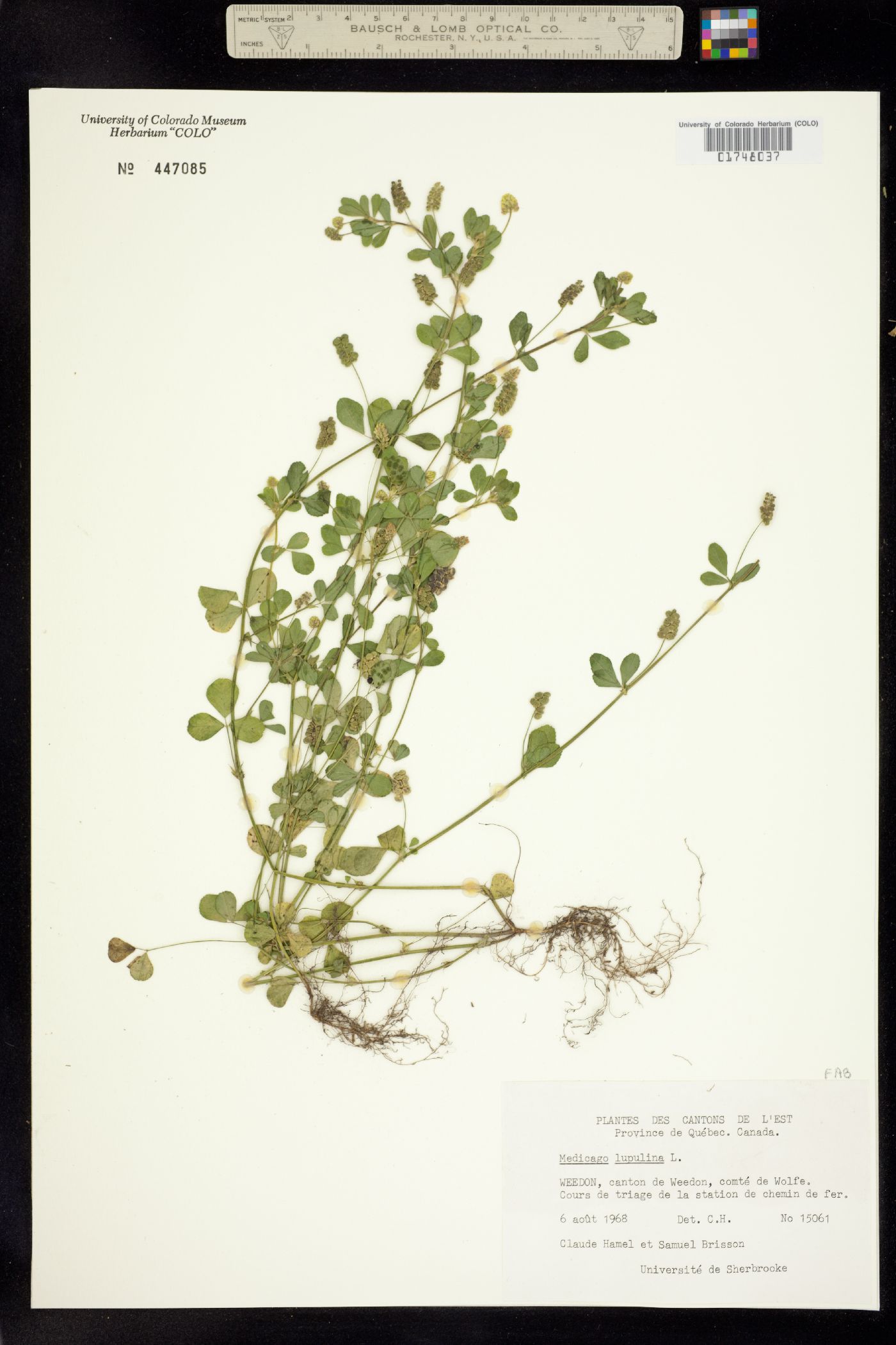 Medicago lupulina image