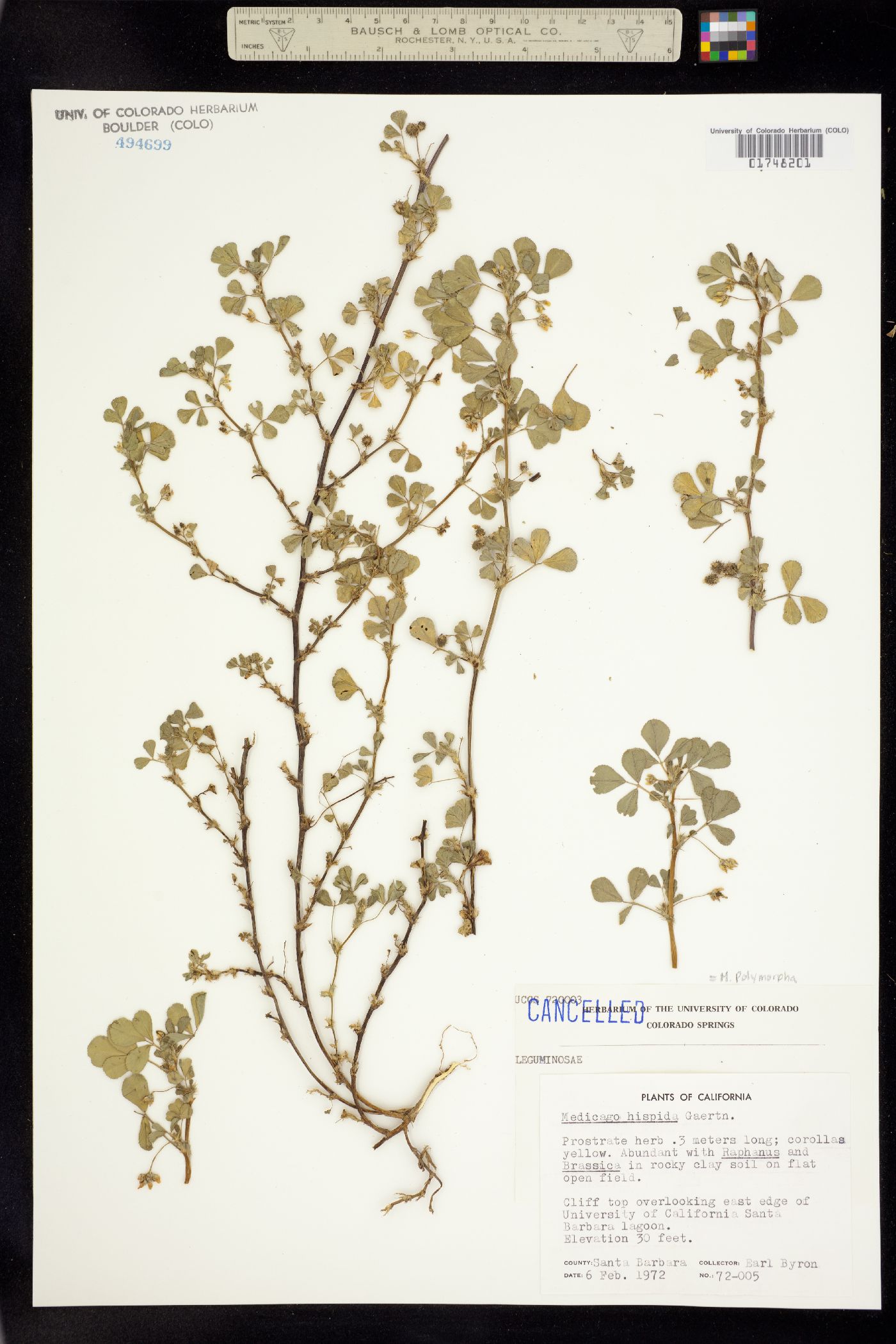 Medicago polymorpha image
