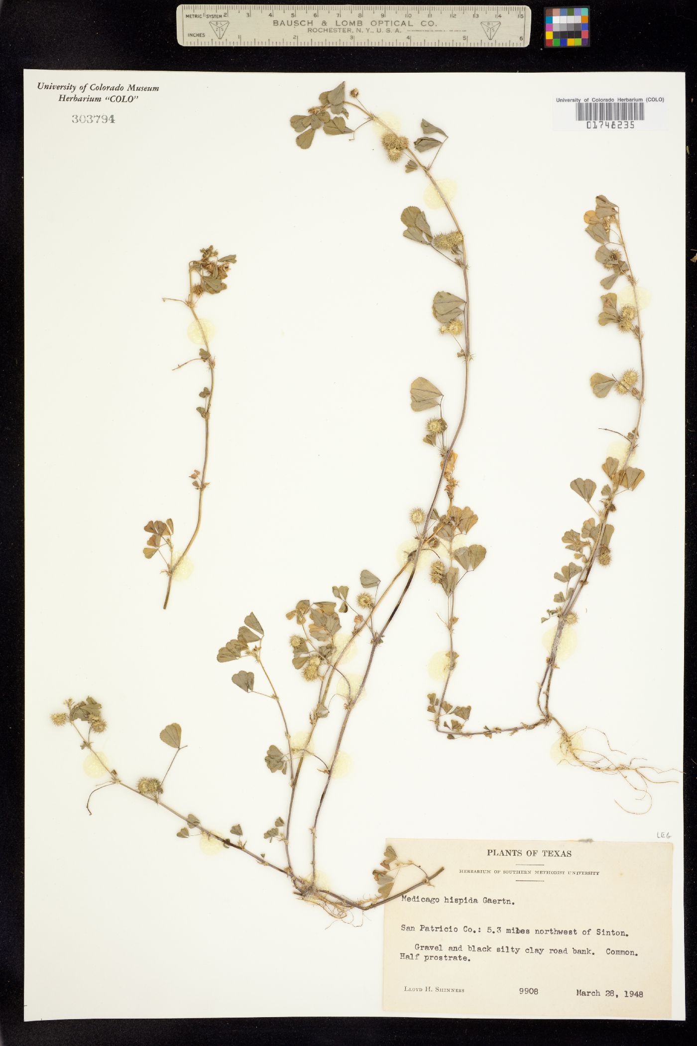 Medicago polymorpha image