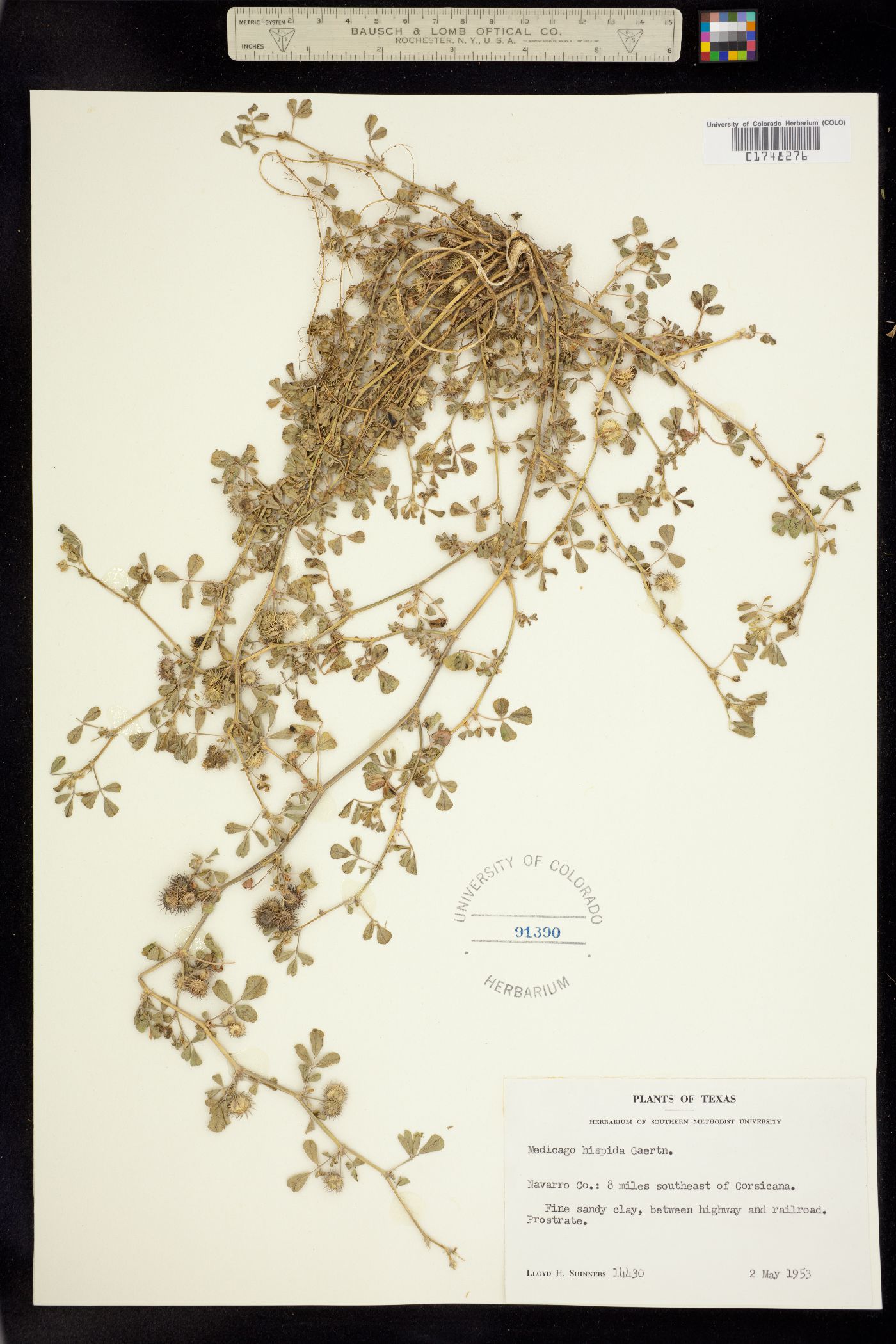 Medicago polymorpha image