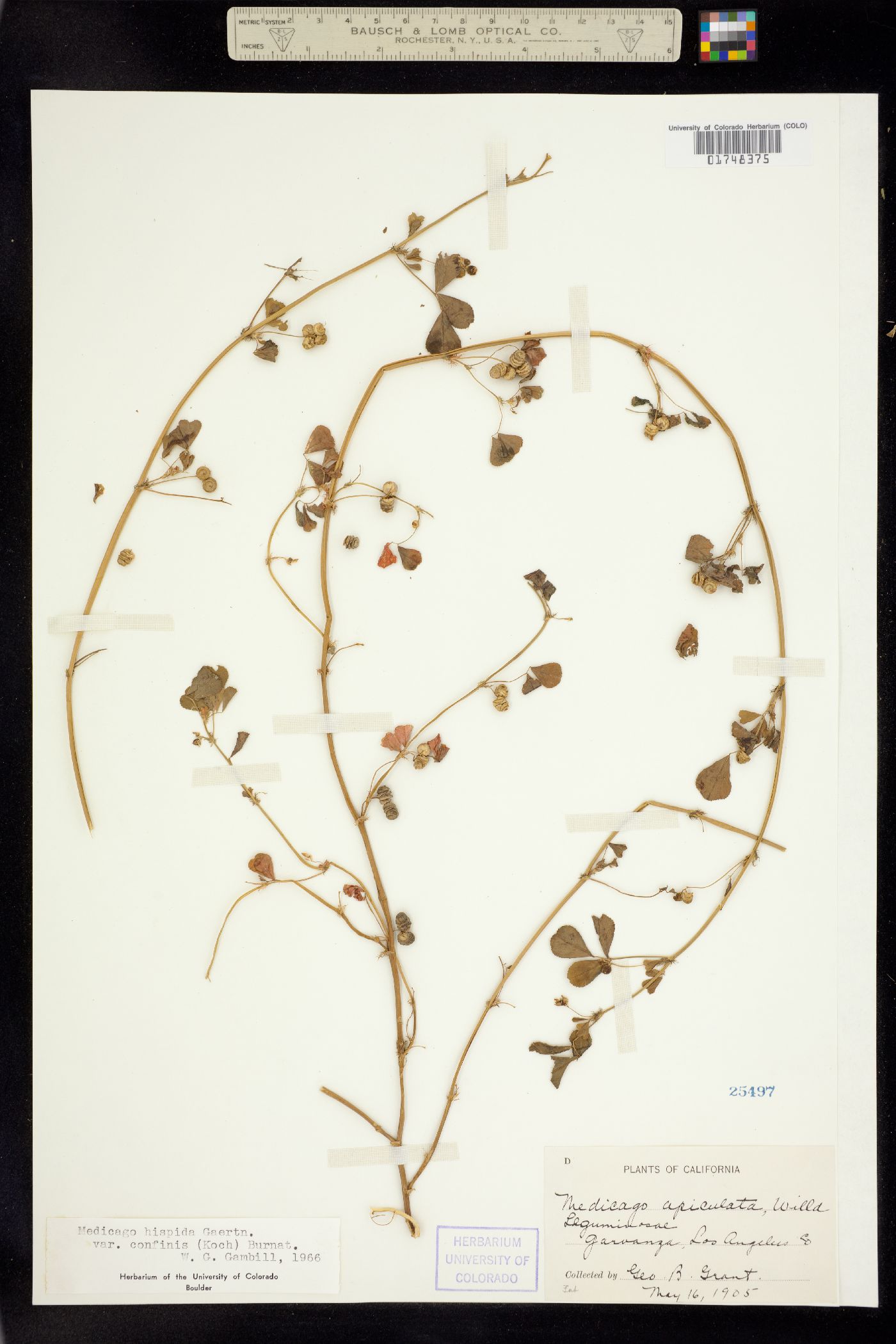 Medicago polymorpha image