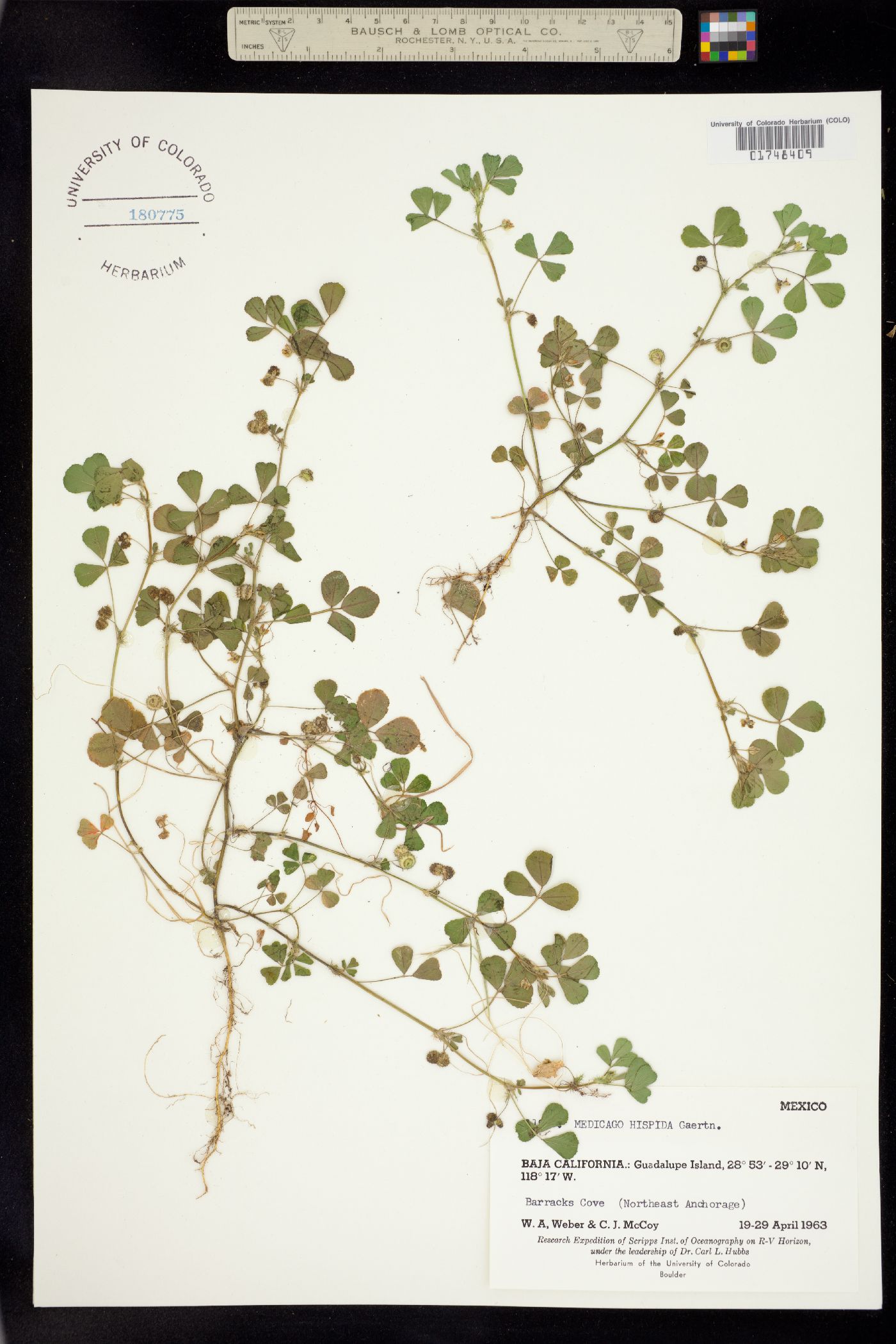 Medicago polymorpha image