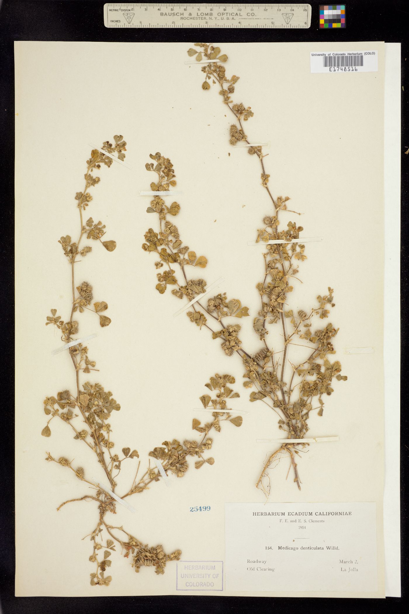 Medicago image