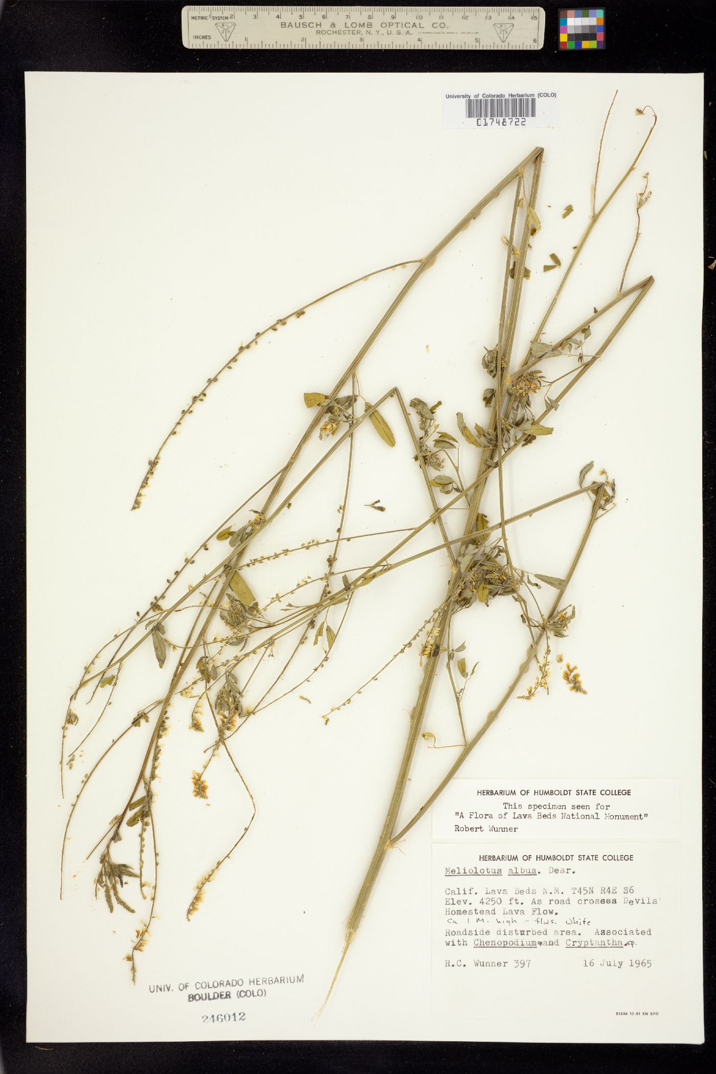 Melilotus albus image