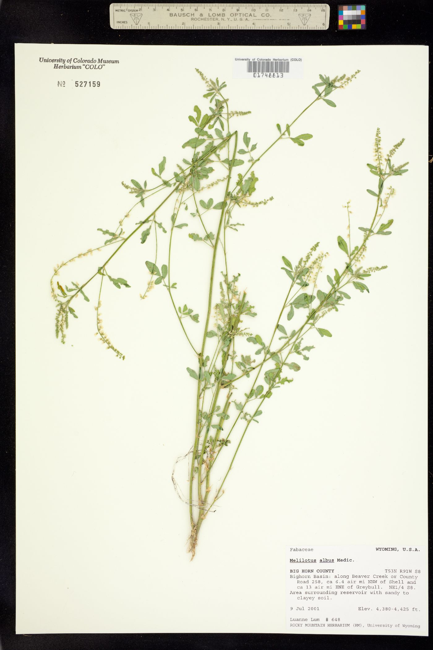 Melilotus albus image