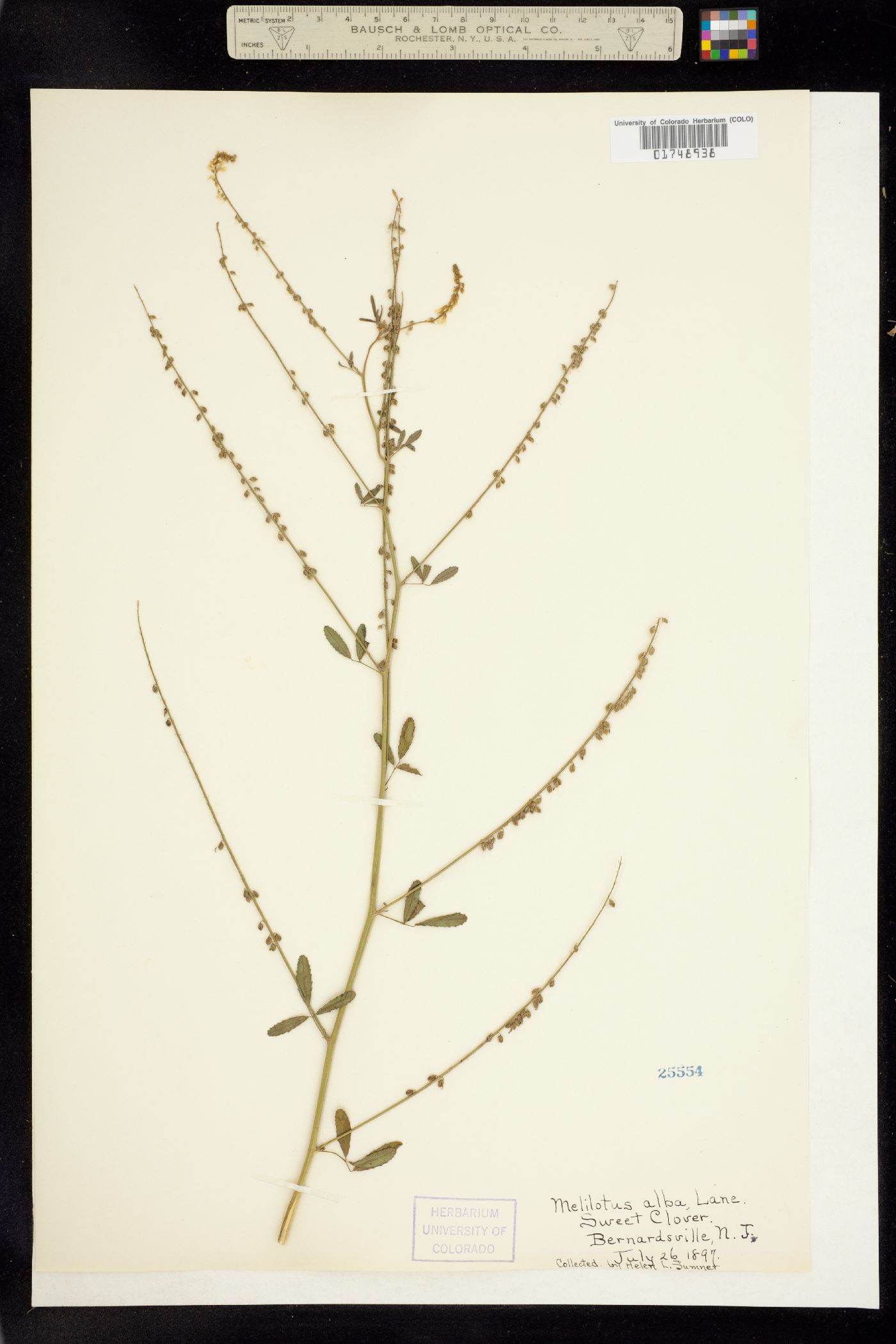 Melilotus albus image