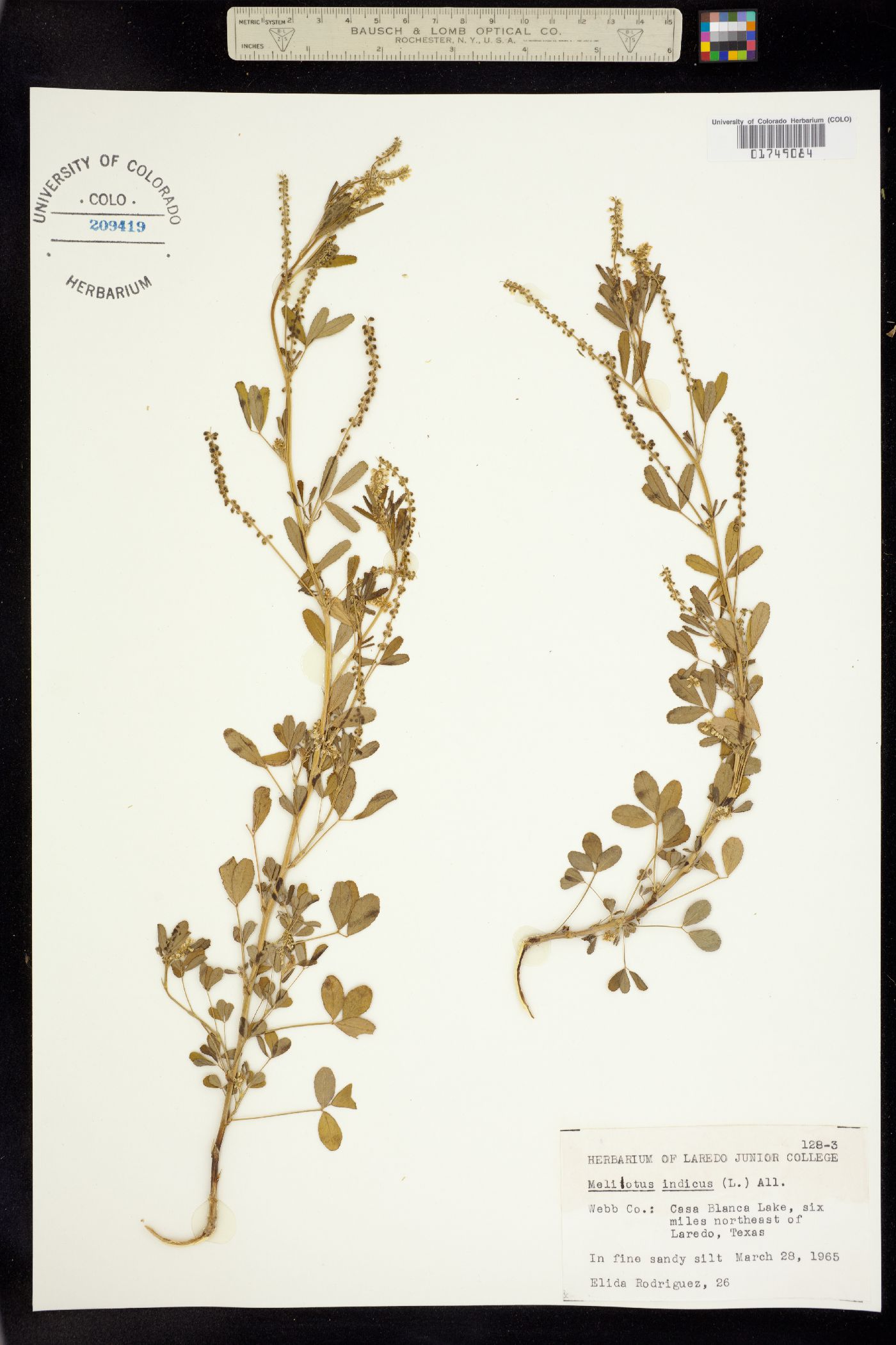 Melilotus indicus image