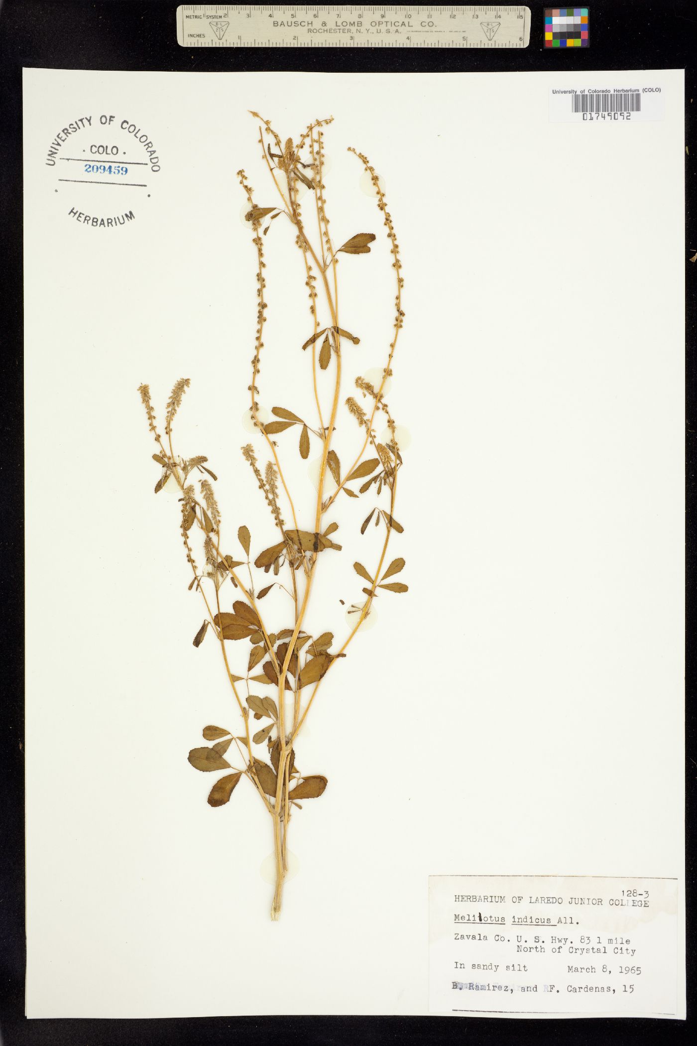 Melilotus image