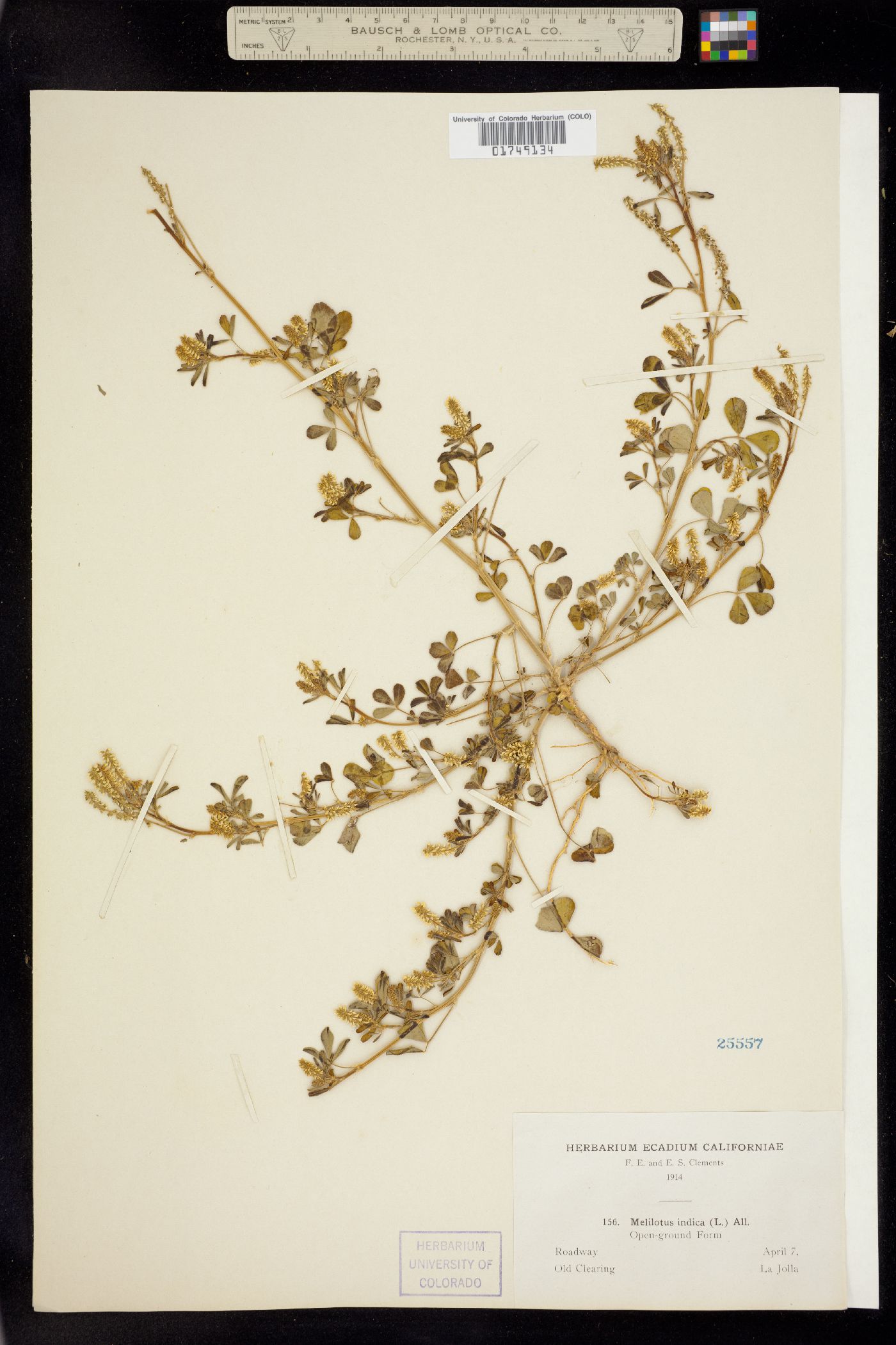 Melilotus indicus image