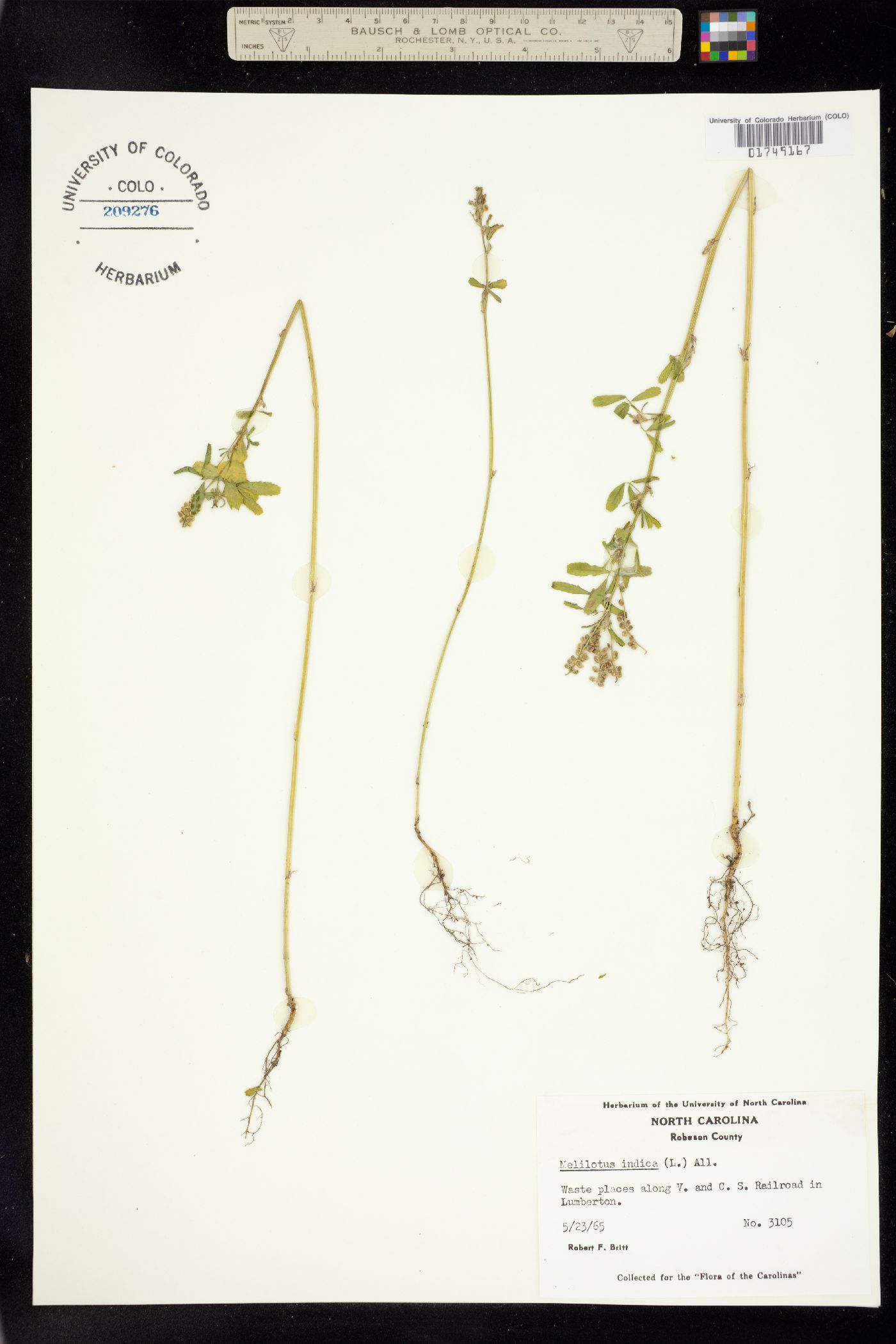Melilotus indicus image
