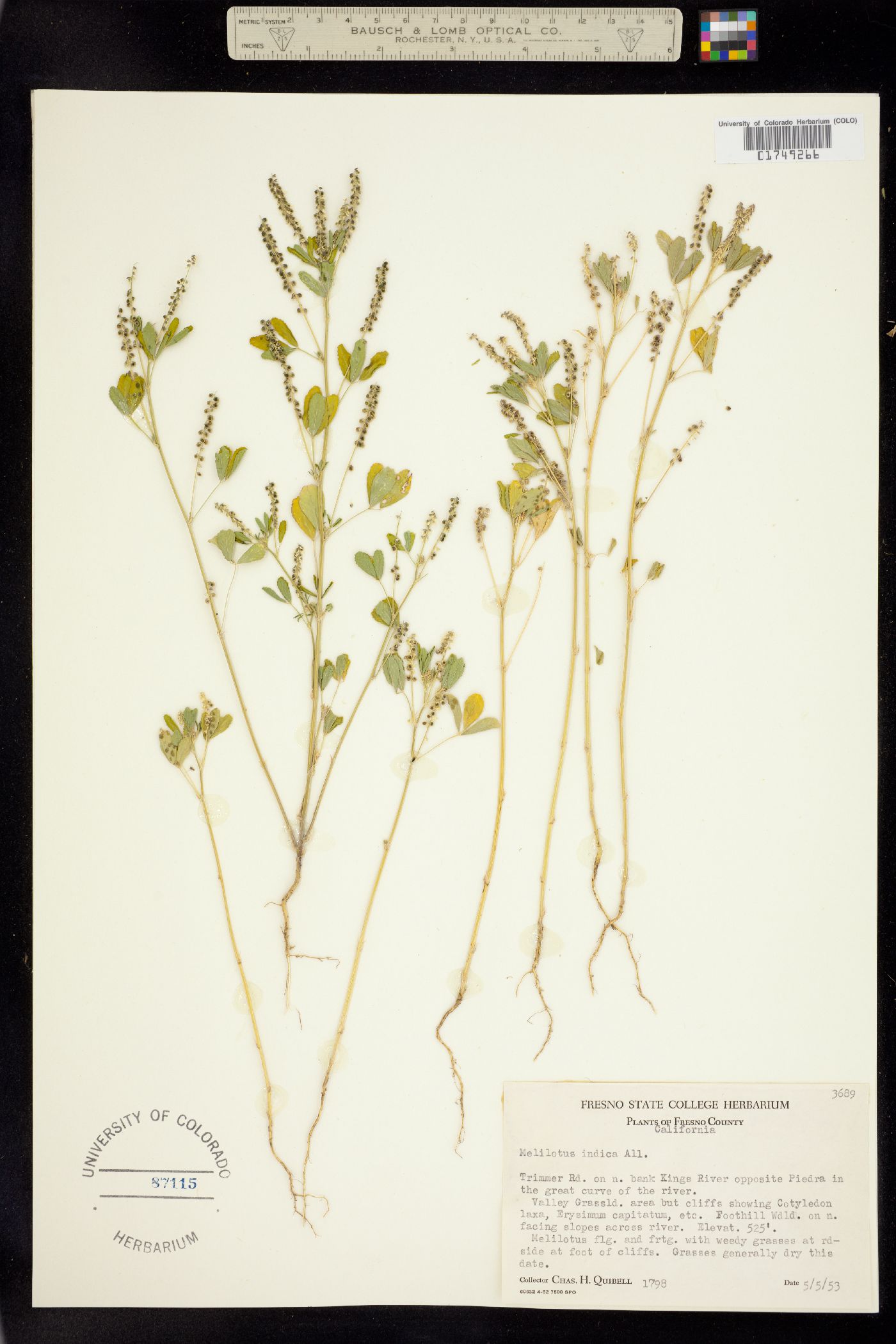 Melilotus indicus image