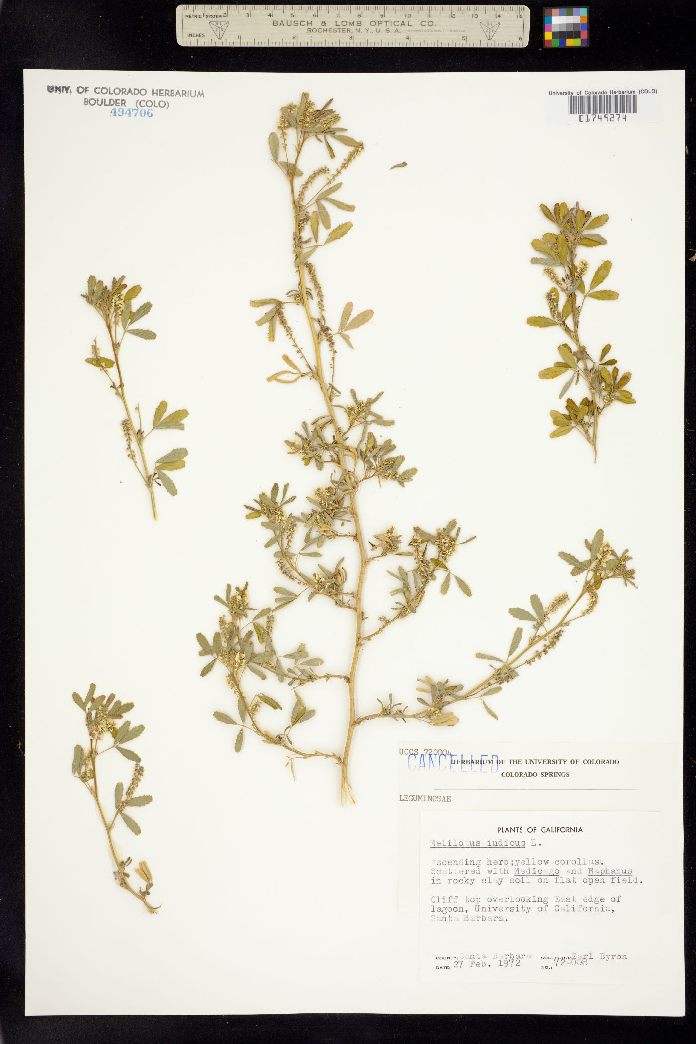 Melilotus indicus image