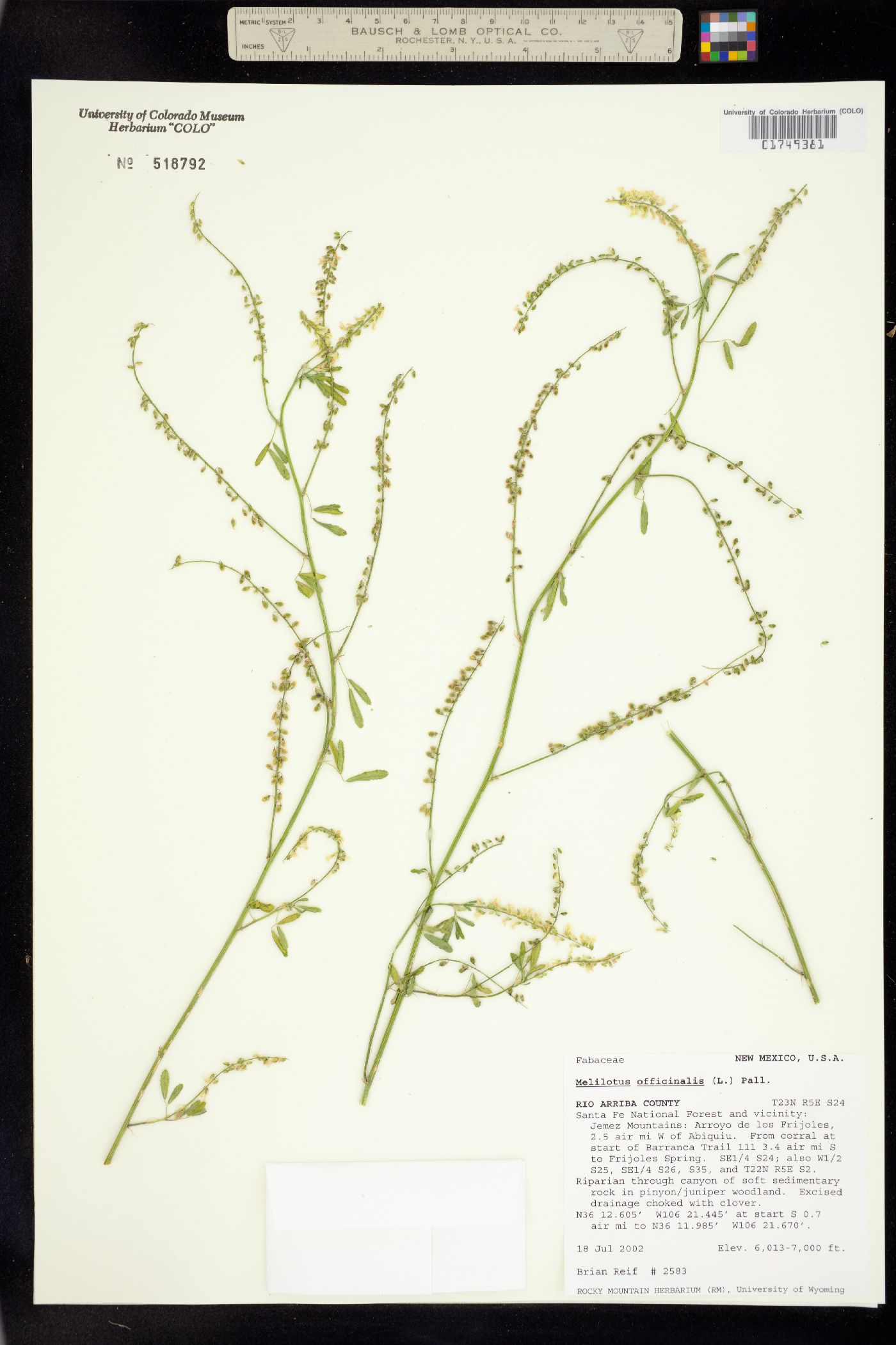 Melilotus officinalis image
