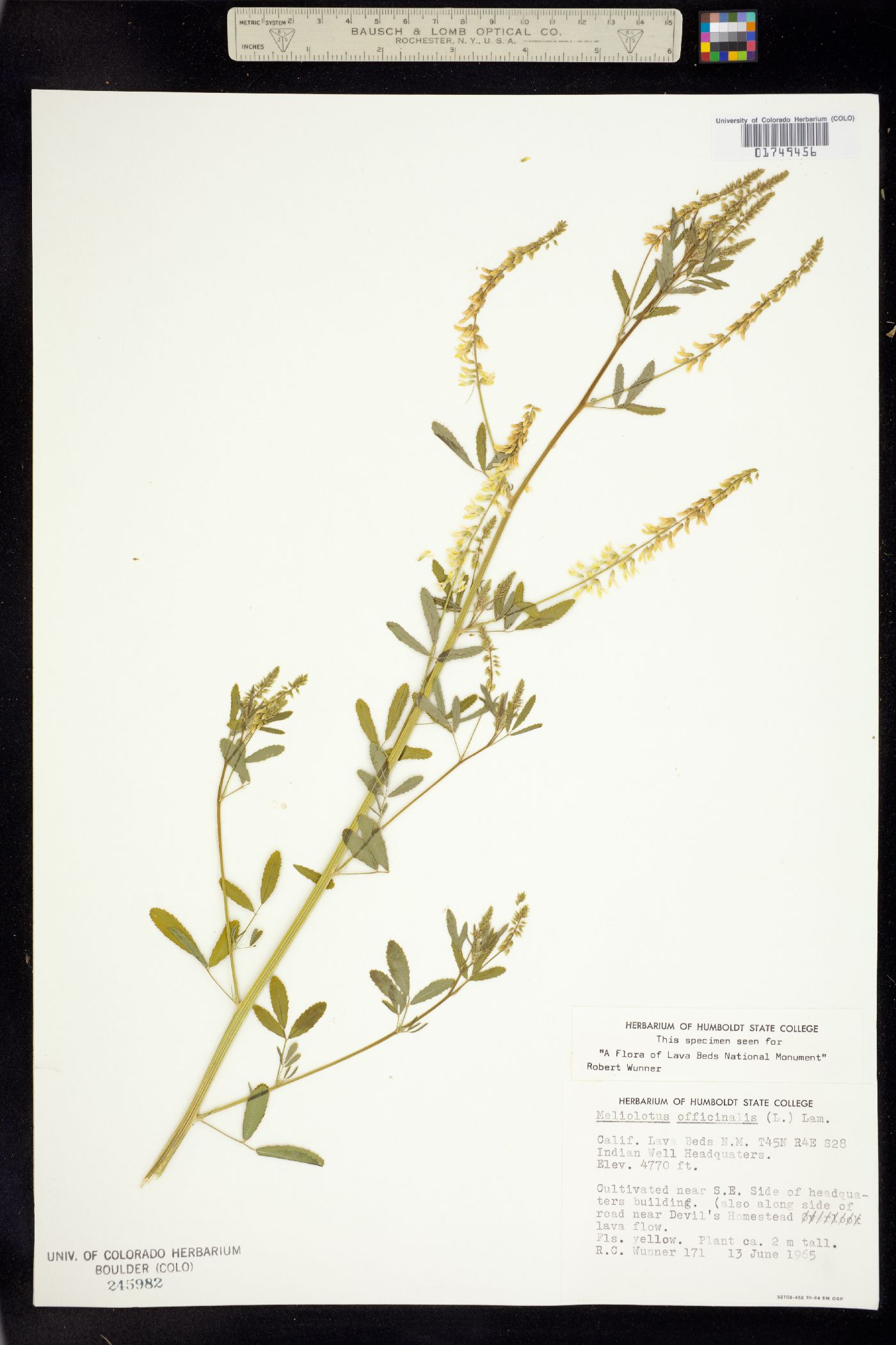 Melilotus officinalis image
