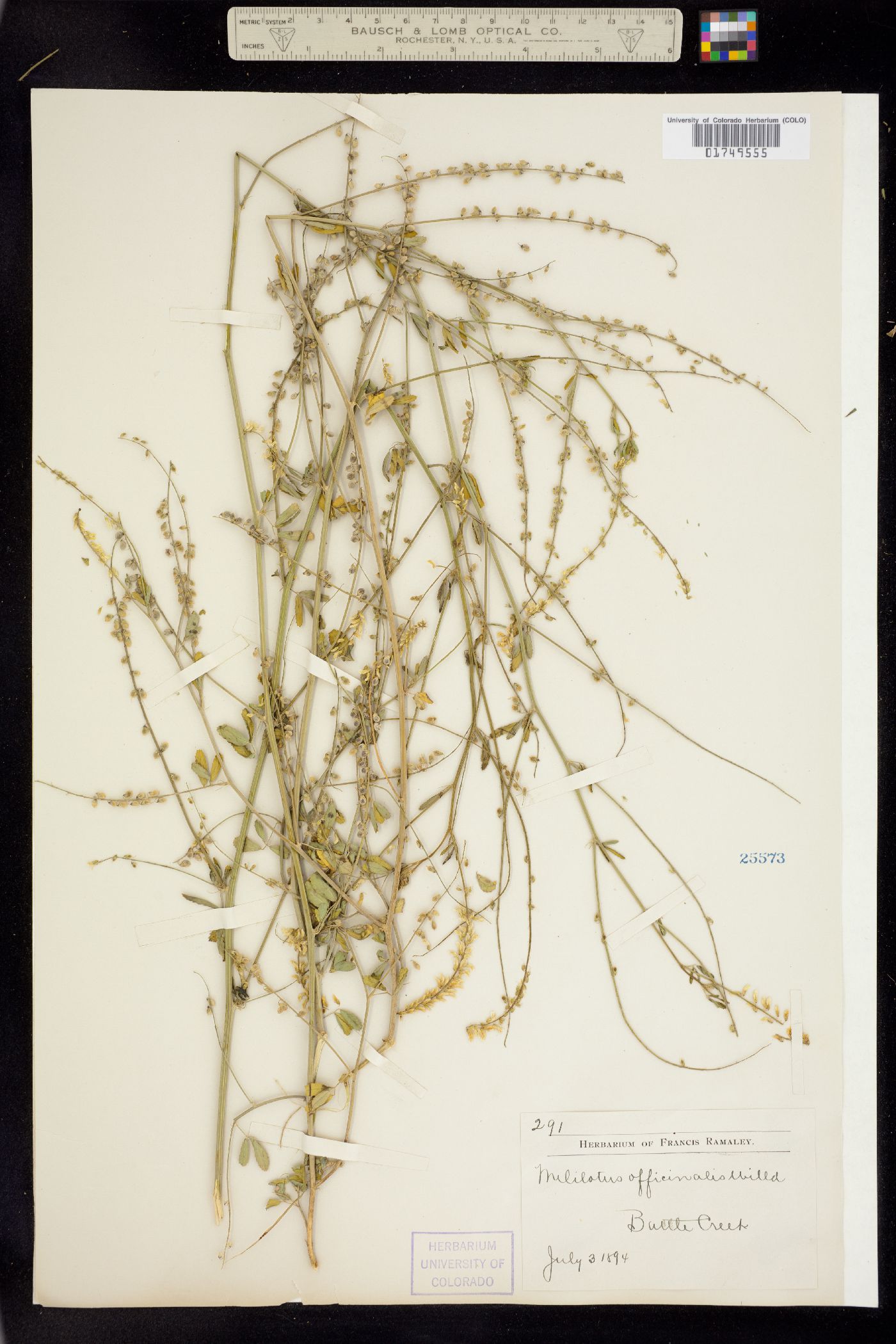 Melilotus officinalis image