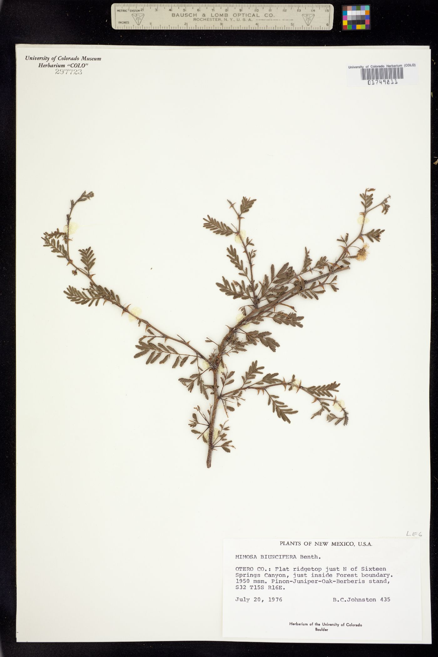 Mimosa image