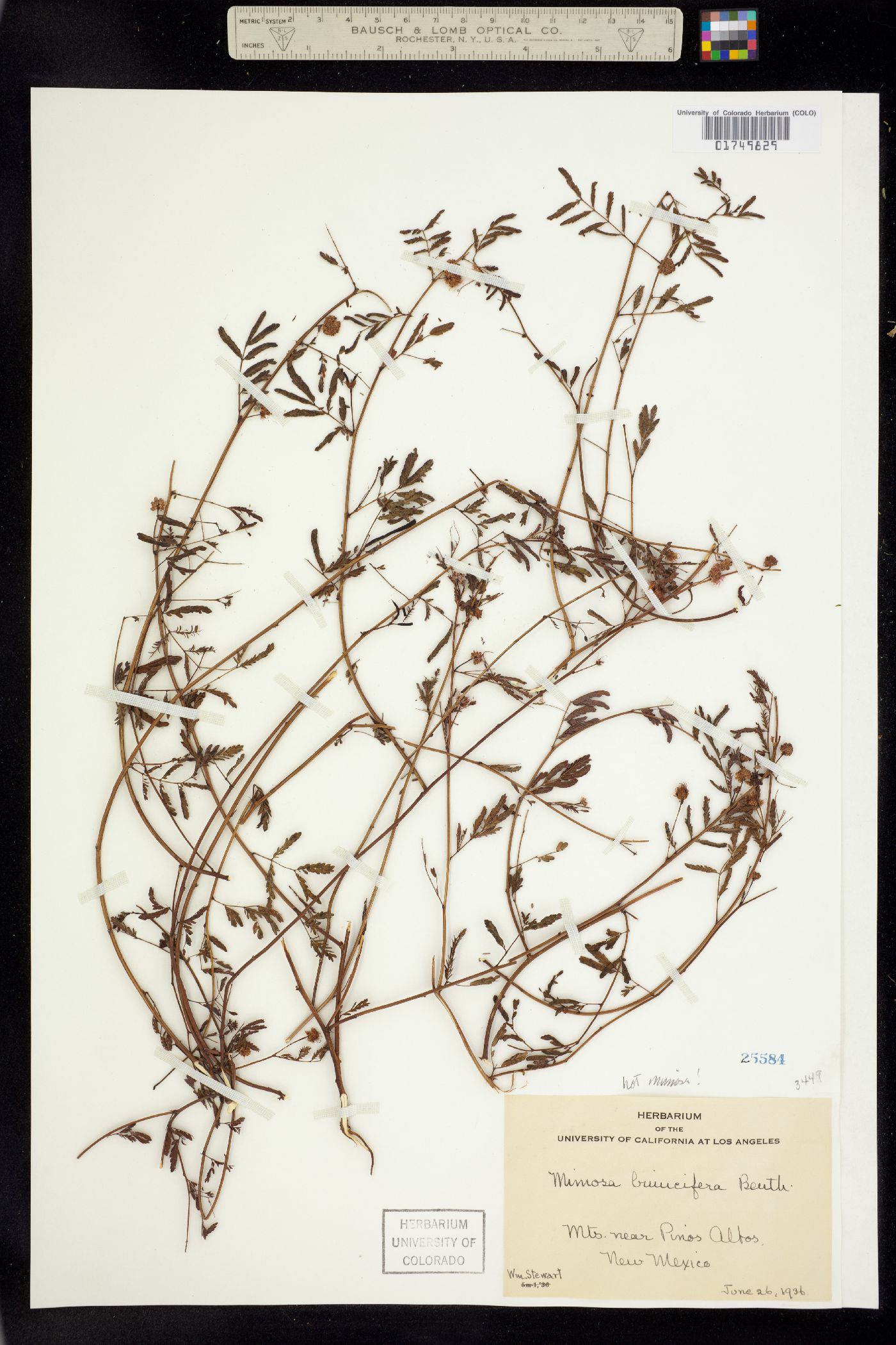 Mimosa aculeaticarpa var. biuncifera image