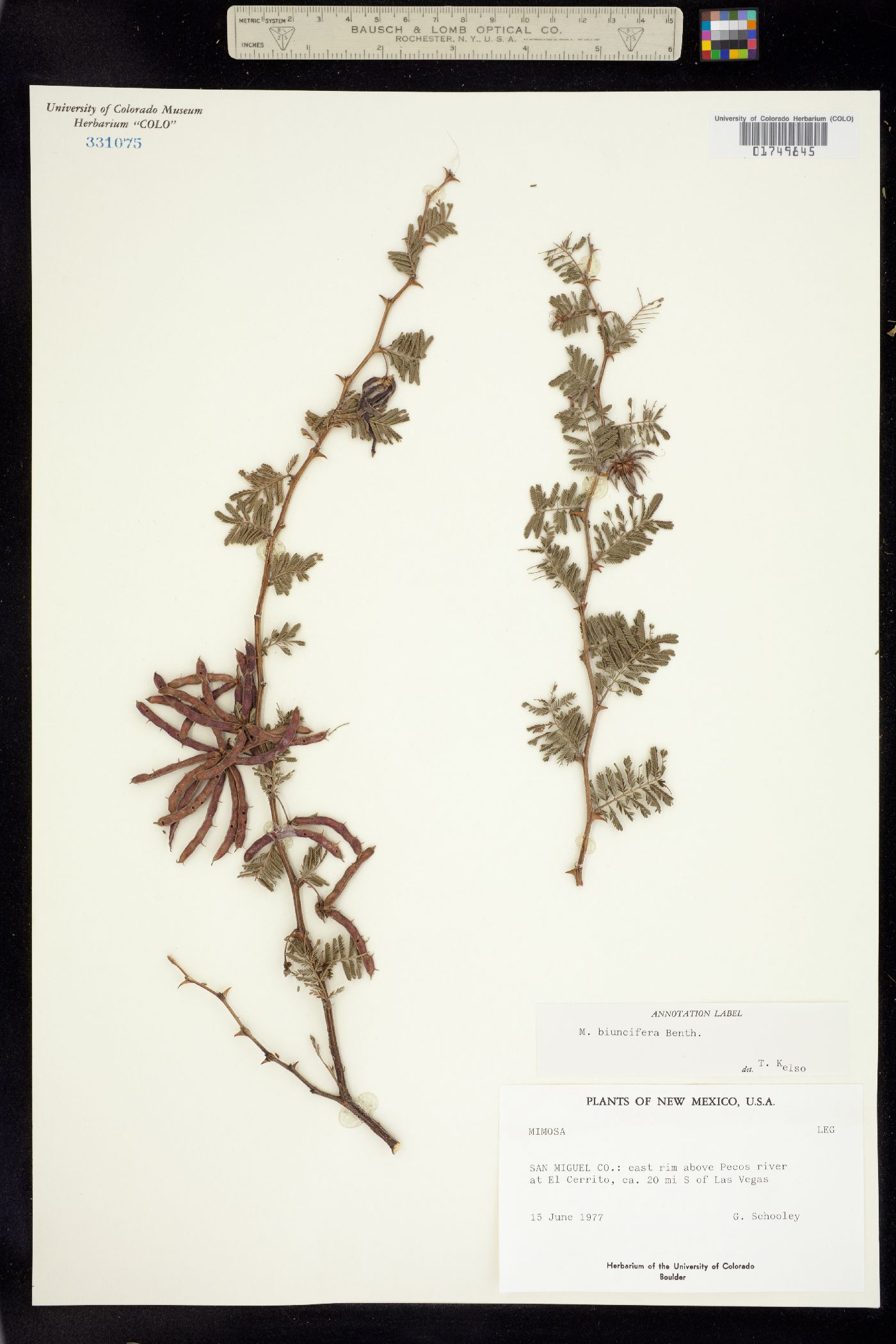 Mimosa aculeaticarpa image