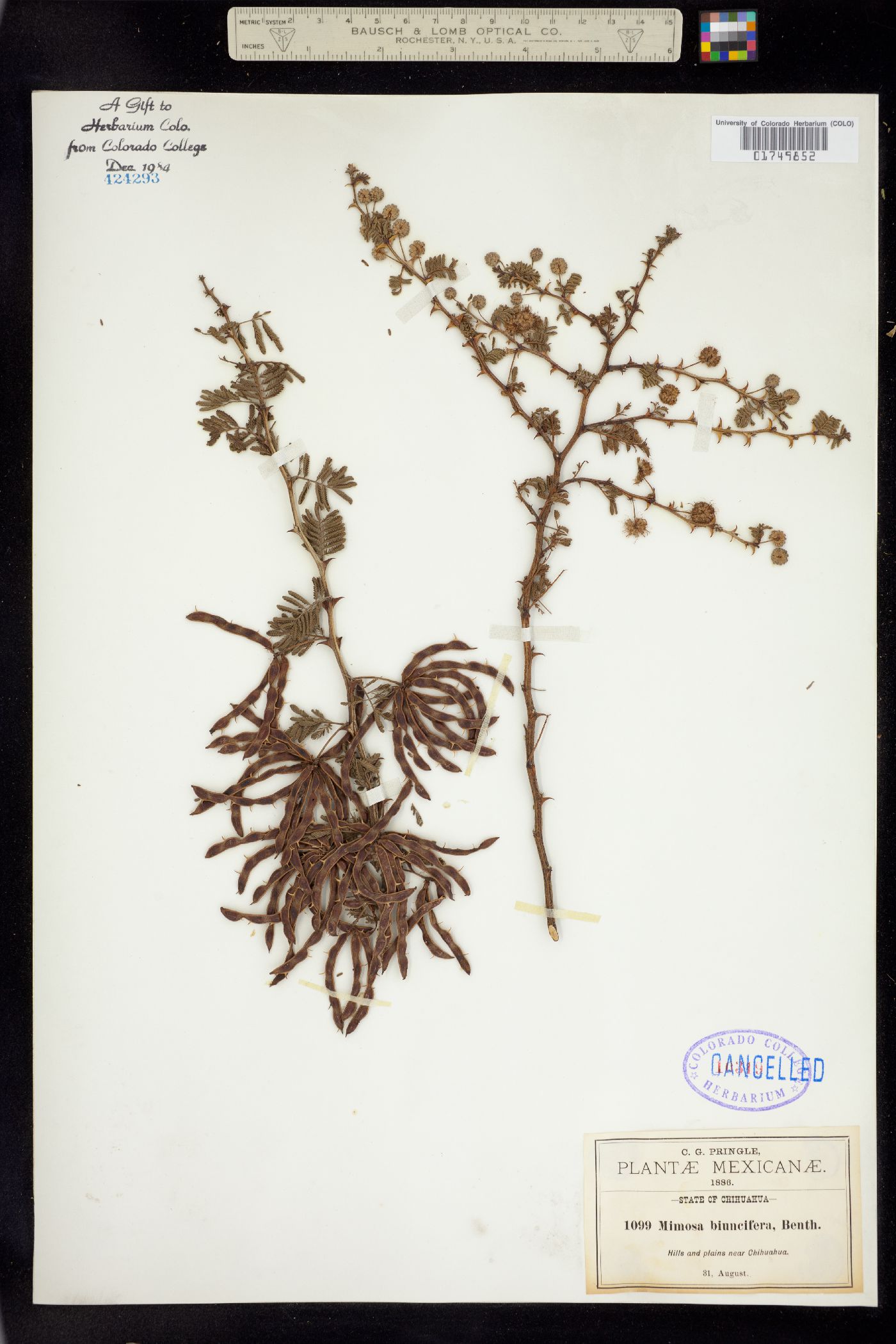 Mimosa aculeaticarpa var. biuncifera image