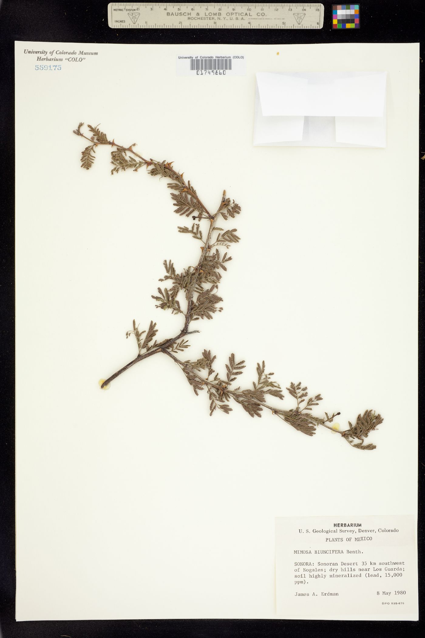 Mimosa aculeaticarpa image