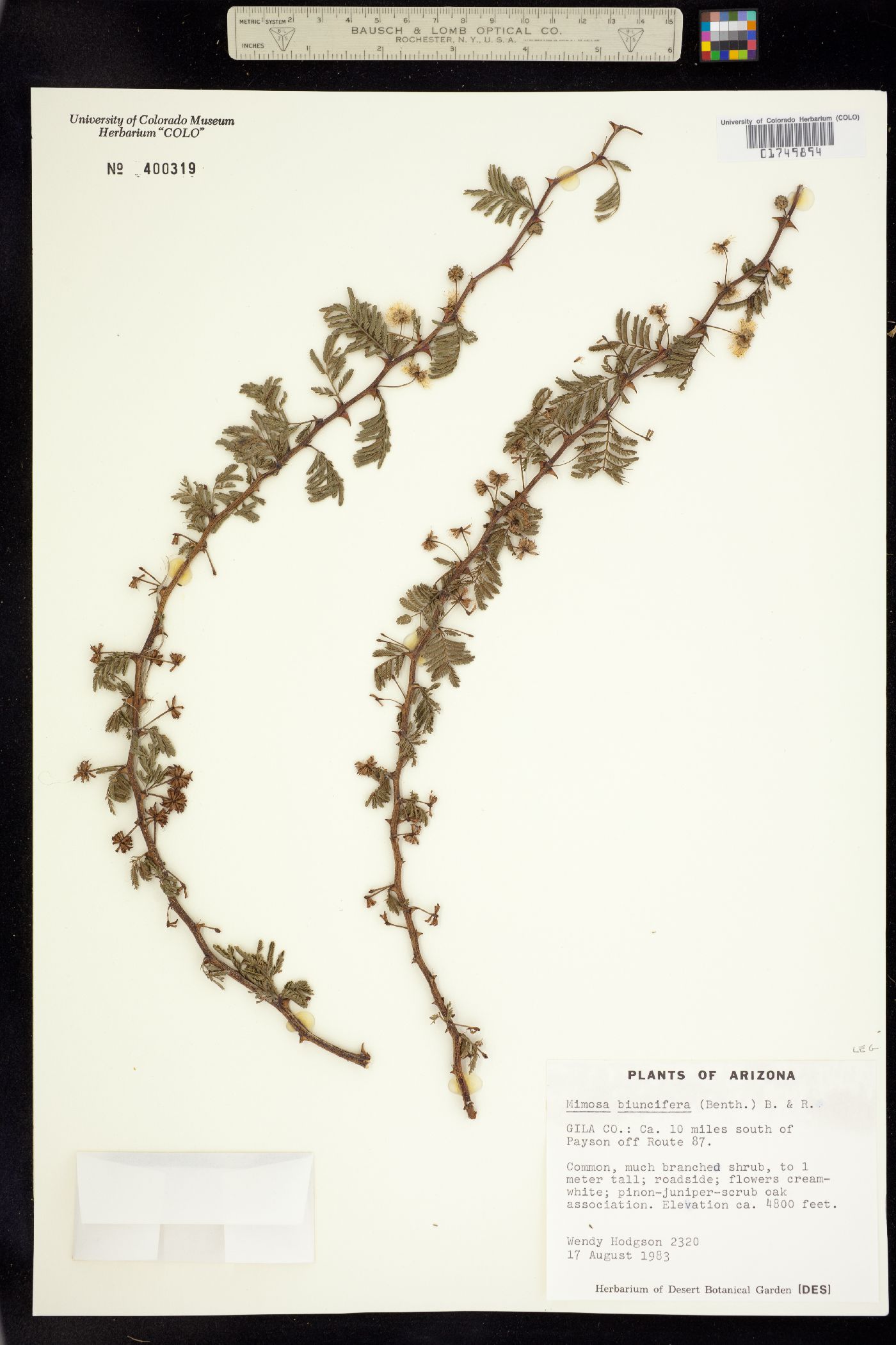 Mimosa aculeaticarpa var. biuncifera image