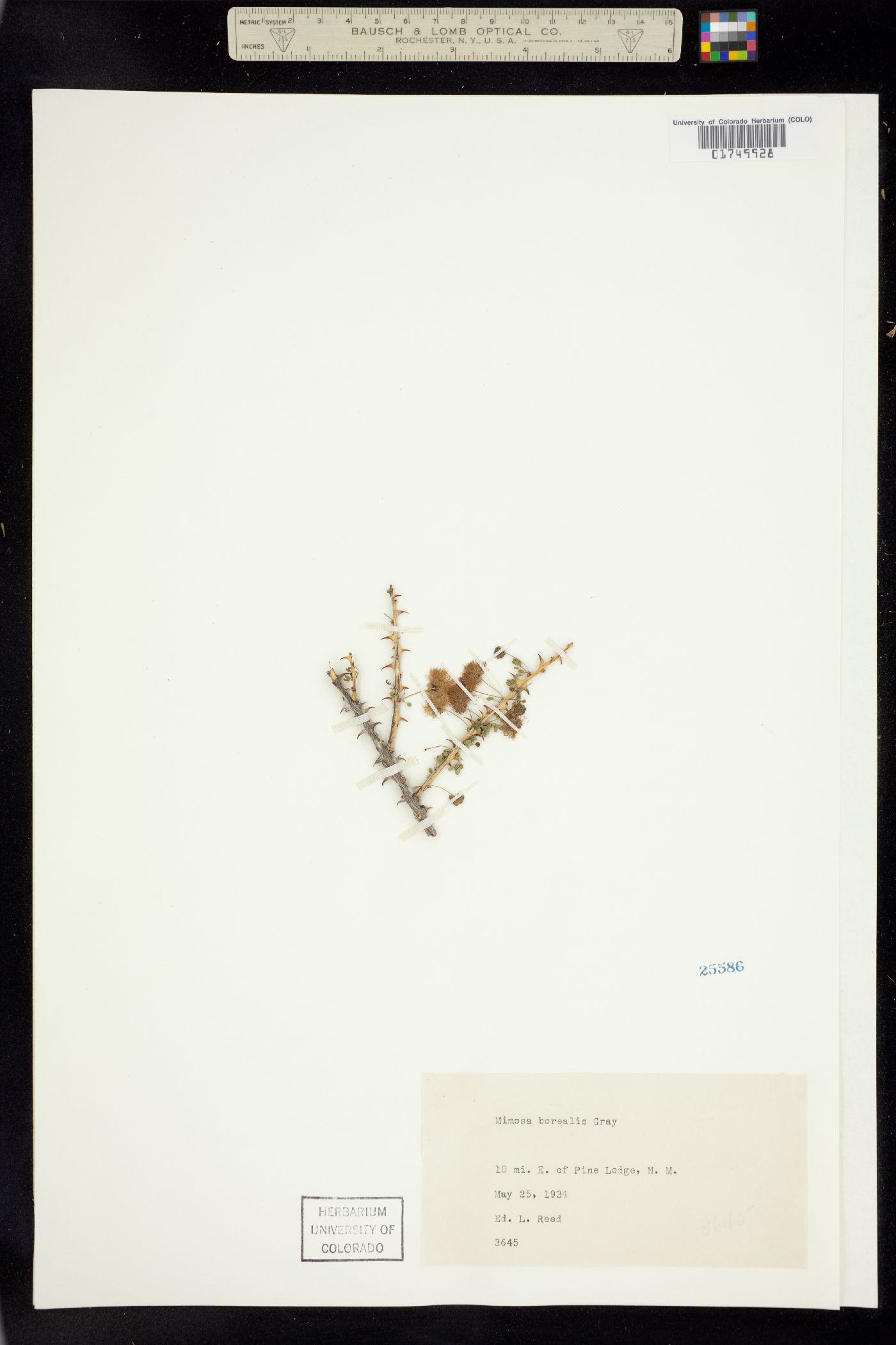 Mimosa borealis image