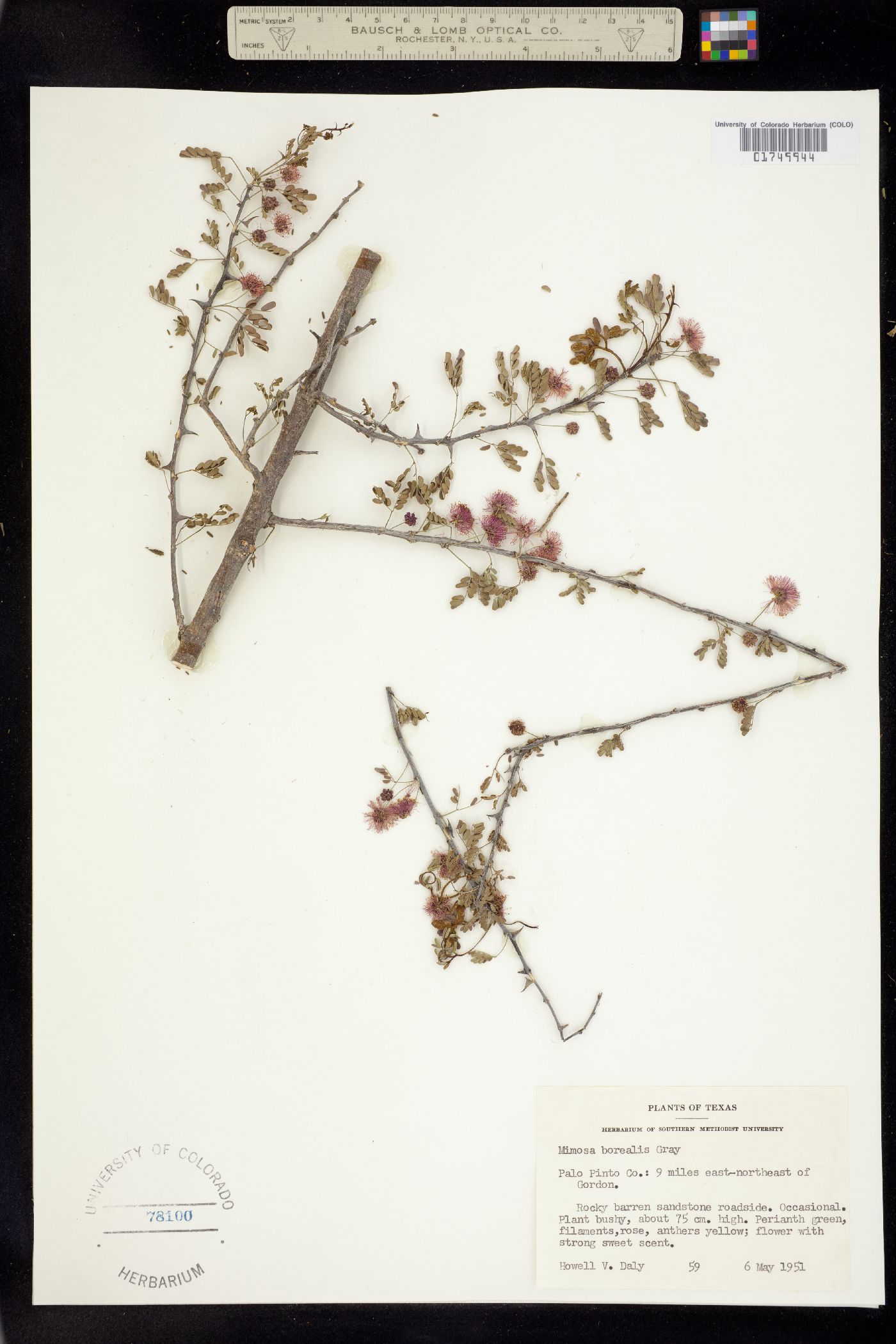 Mimosa borealis image