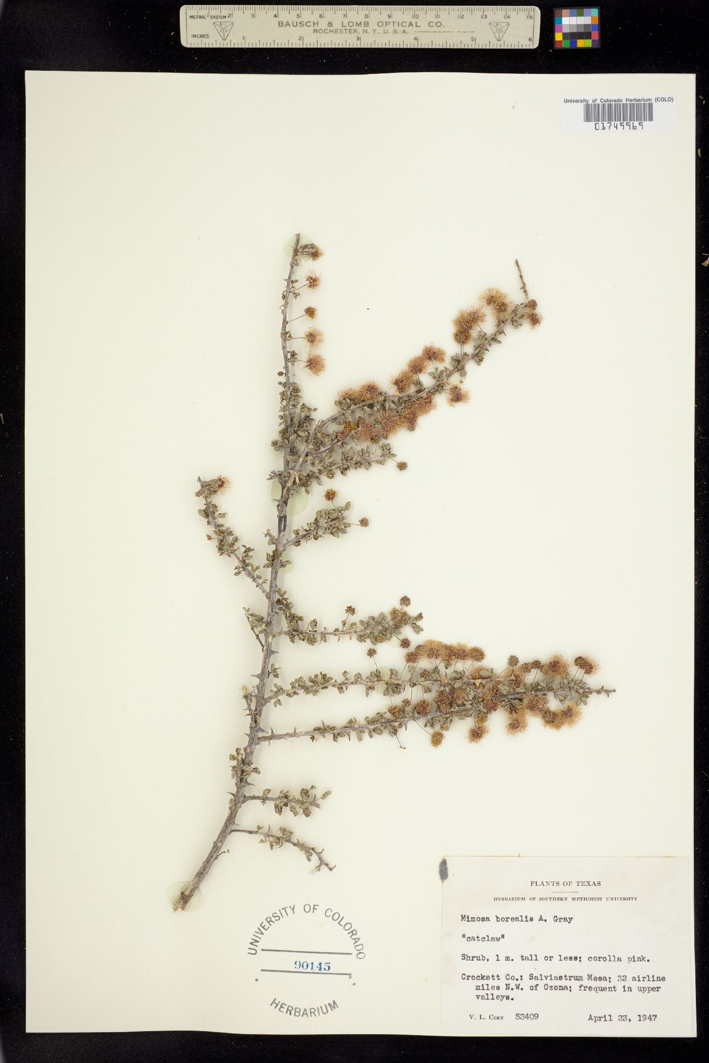 Mimosa borealis image