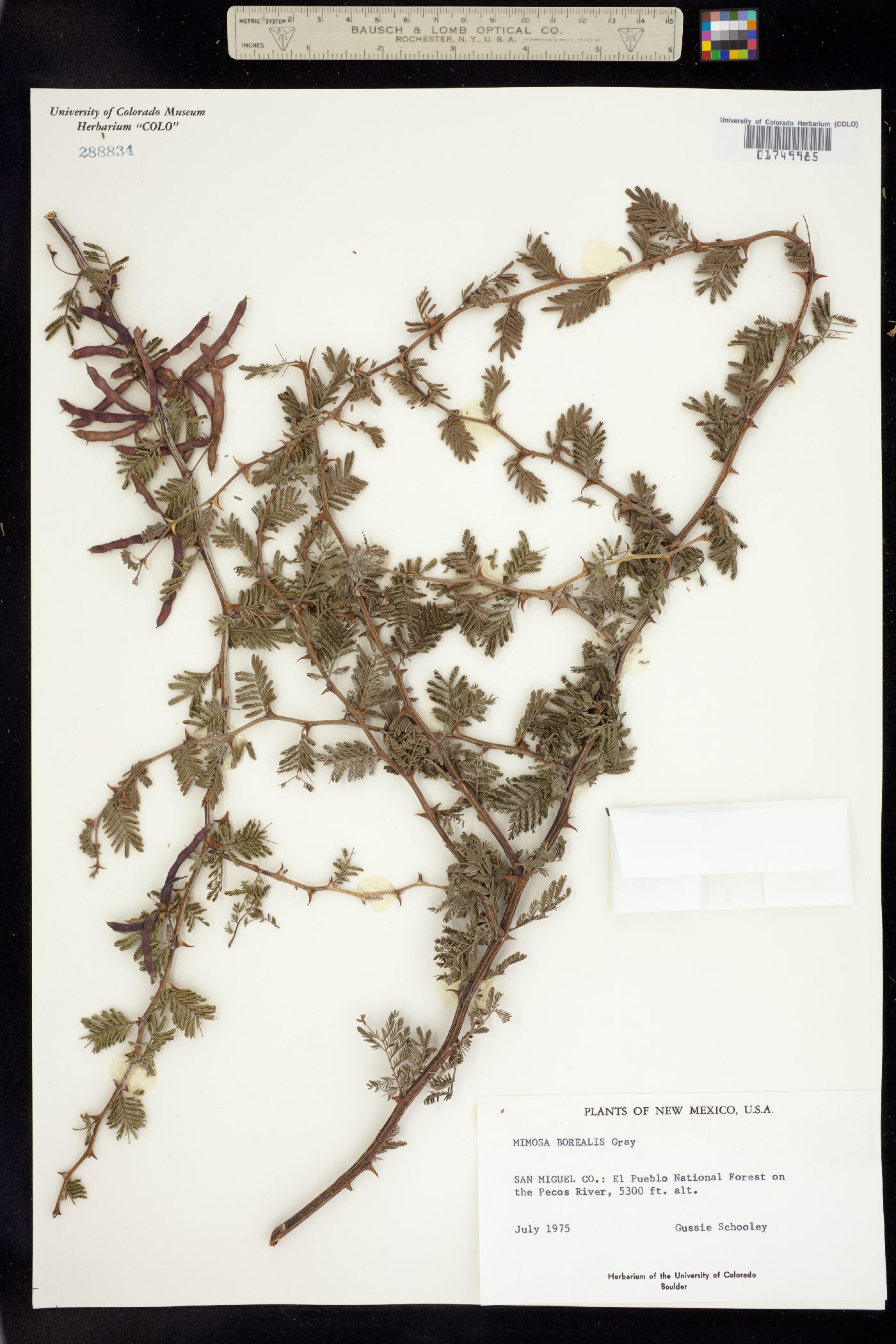 Mimosa borealis image