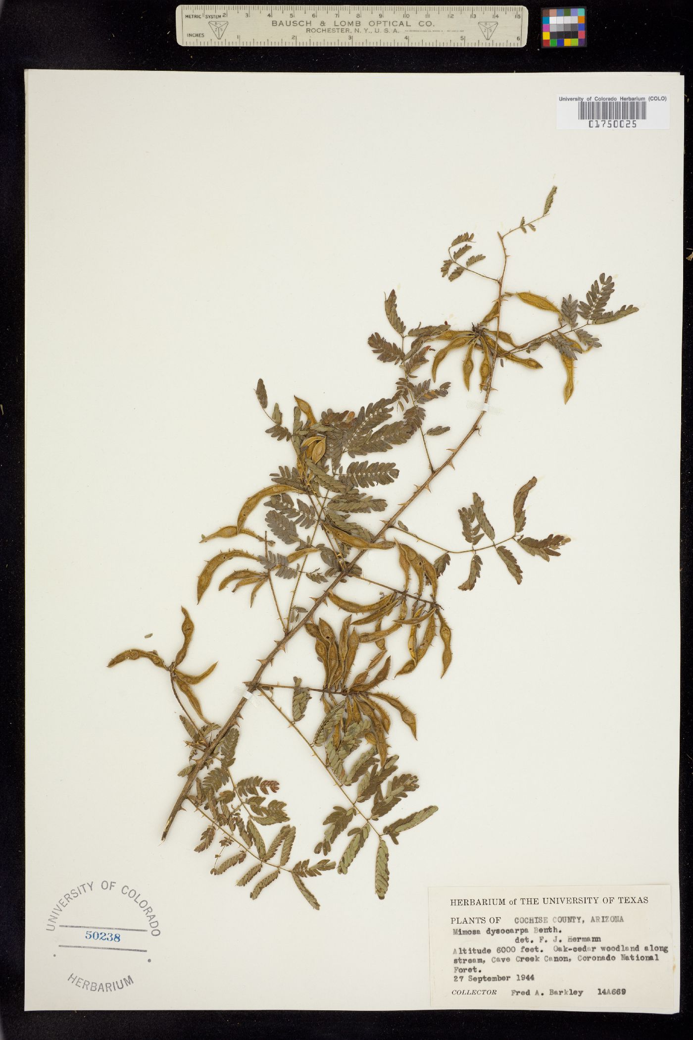 Mimosa dysocarpa image