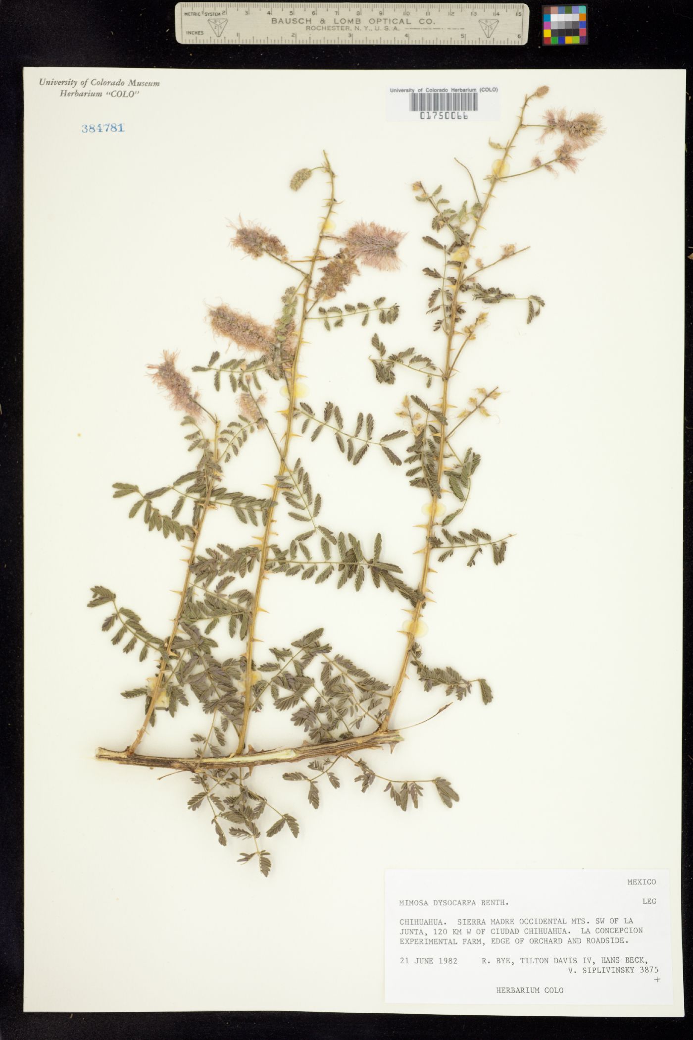Mimosa dysocarpa image