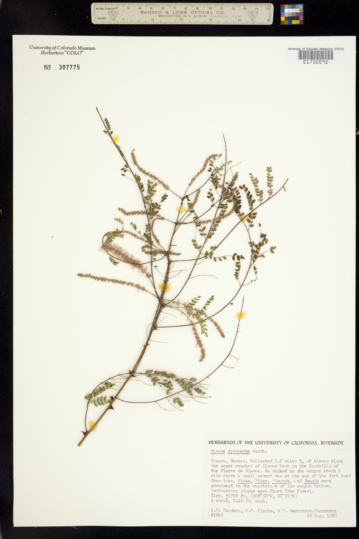 Mimosa dysocarpa image