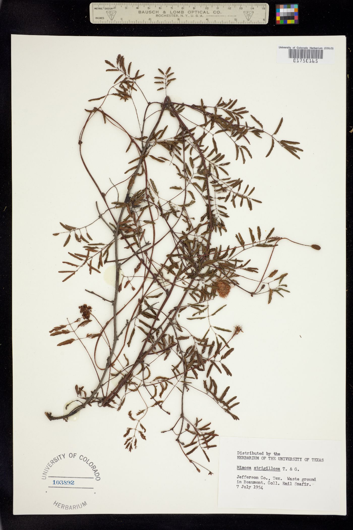Mimosa strigillosa image