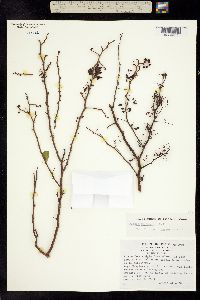 Mimosa bahamensis image