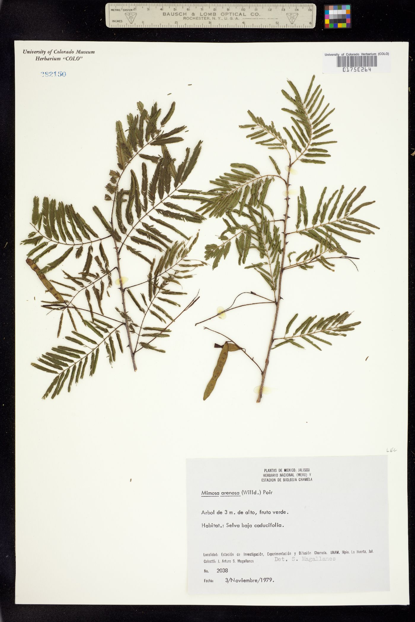 Mimosa arenosa image