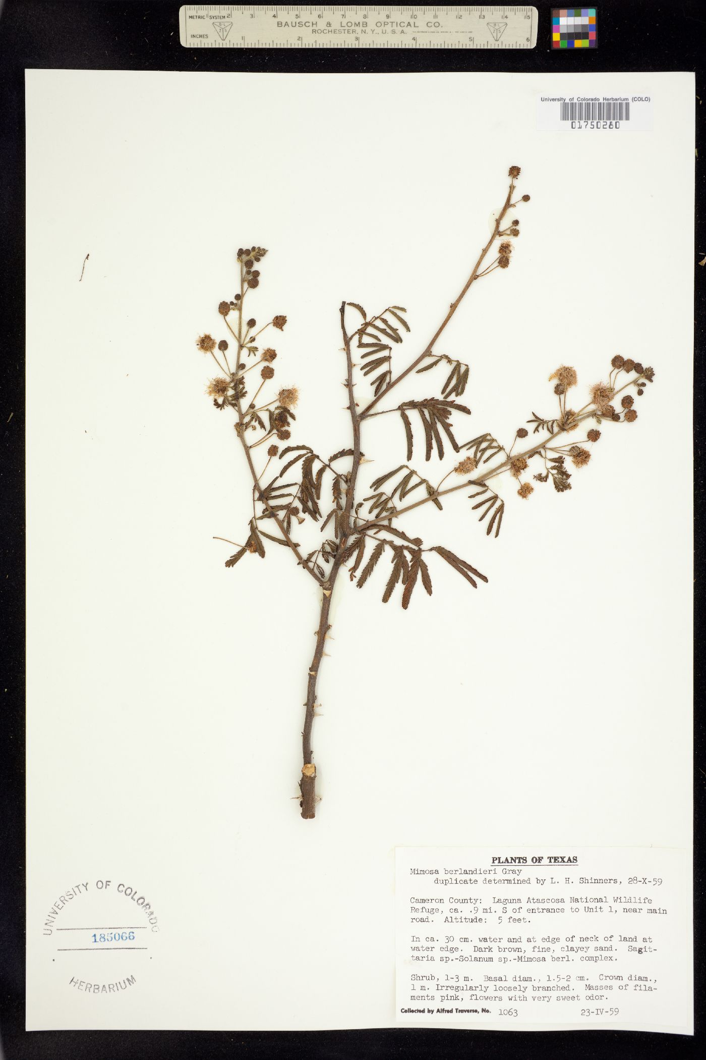 Mimosa berlandieri image