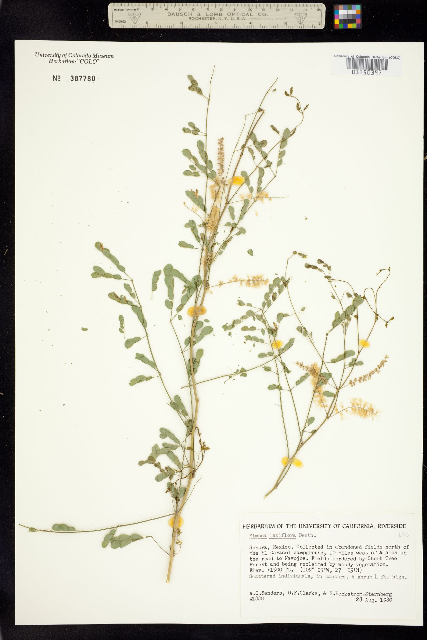 Mimosa distachya var. laxiflora image
