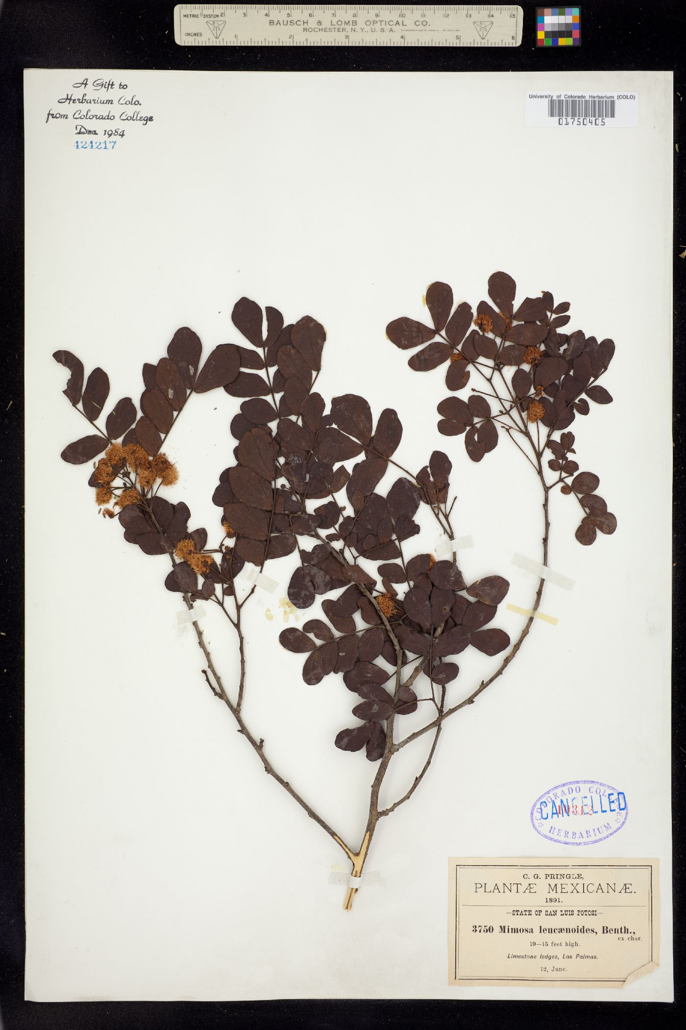 Mimosa leucaenoides image