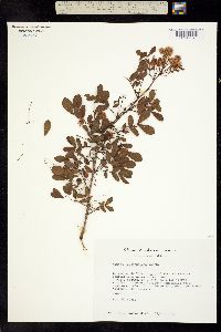 Mimosa leucaenoides image