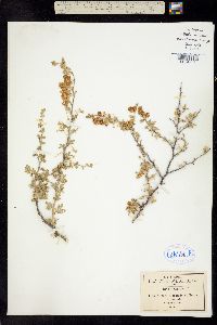Mimosa monancistra image