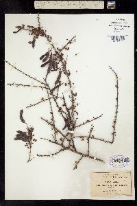 Mimosa zygophylla image