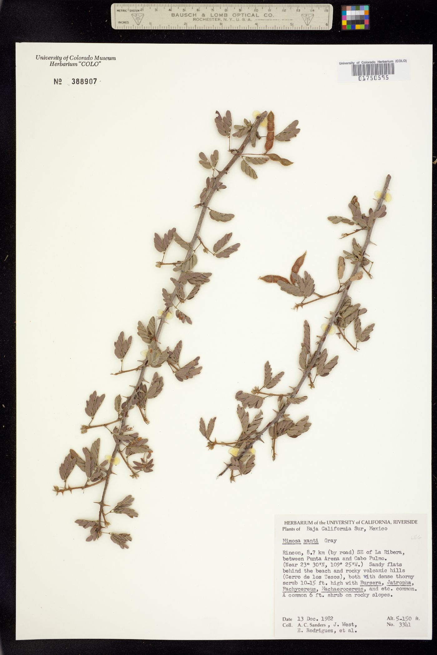 Mimosa xanti image